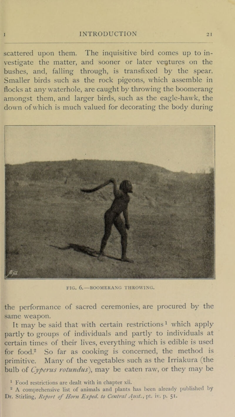 scattered upon them. The inquisitive bird comes up to in- vestigate the matter, and sooner or later vegtures on the bushes, and, falling through, is transfixed by the spear. Smaller birds such as the rock pigeons, which as.semble in flocks at any waterhole, are caught by throwing the boomerang amongst them, and larger birds, such as the eagle-hawk, the down of which is much valued for decorating the body during riG. 6.—BOOMKRANG THROWING. the performance of sacred ceremonies, are procured by the same weapon. It may be said that with certain restrictions^ which apply partly to groups of individuals and partly to individuals at certain times of their lives, everything which is edible is used for food.2 So far as cooking is concerned, the method is primitive. Man)' of the vegetables such as the Irriakura (the bulb of Cyperus rotiuidus\ may be eaten raw, or they ma) be ^ Food restrictions are dealt with in chapter xii.  A comprehensive list of animals and plants has been already published by