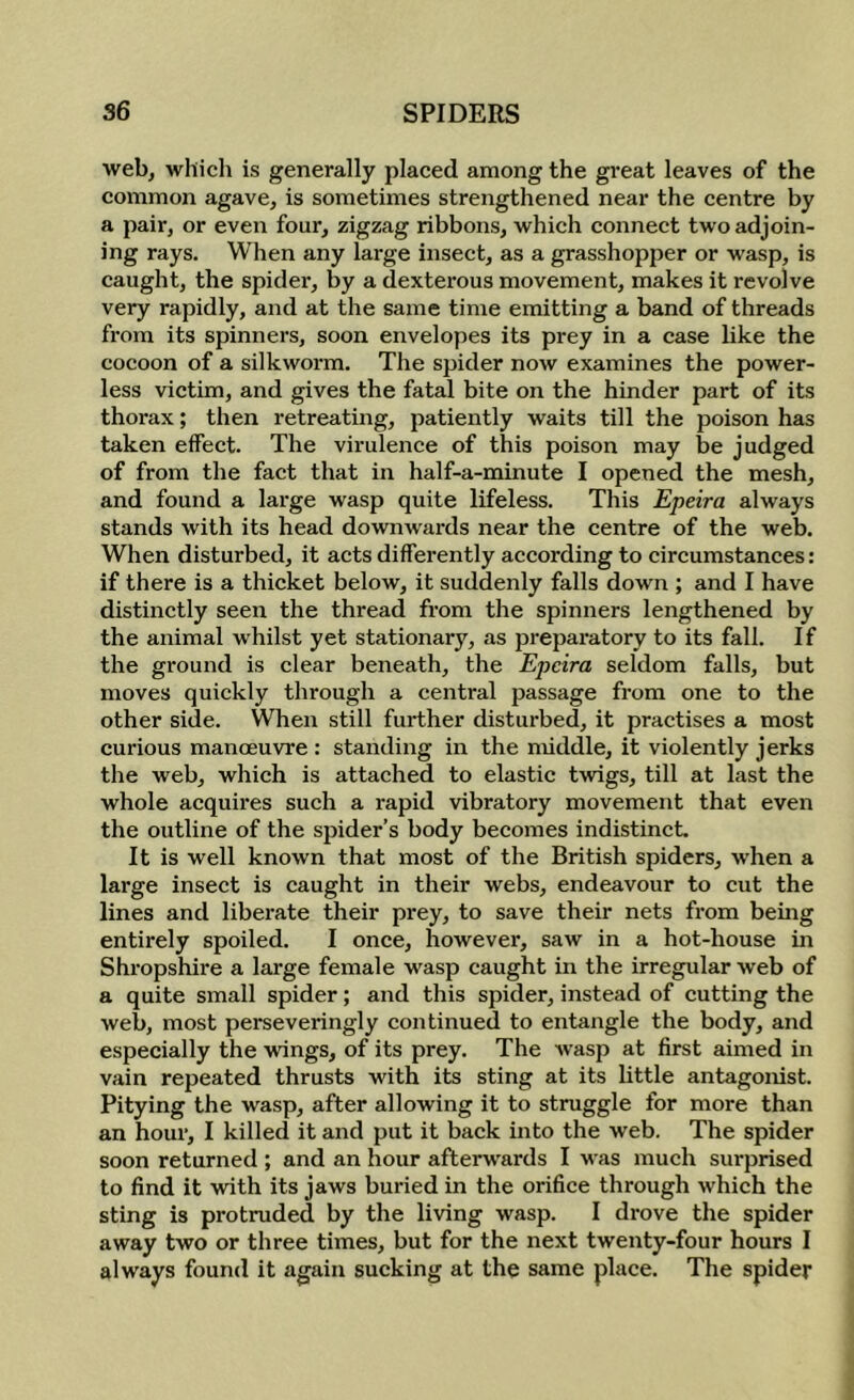 web, which is generally placed among the great leaves of the common agave, is sometimes strengthened near the centre by a pair, or even four, zigzag ribbons, which connect two adjoin- ing rays. When any lai-ge insect, as a grasshopper or wasp, is caught, the spider, by a dexterous movement, makes it revolve very rapidly, and at the same time emitting a band of threads from its spinners, soon envelopes its prey in a case like the cocoon of a silkworm. The spider now examines the power- less victim, and gives the fatal bite on the hinder part of its thorax; then retreating, patiently waits till the poison has taken effect. The virulence of this poison may be judged of from the fact that in half-a-minute I opened the mesh, and found a large wasp quite lifeless. This Epeira always stands with its head downwards near the centre of the web. When disturbed, it acts differently according to circumstances: if there is a thicket below, it suddenly falls down ; and I have distinctly seen the thread from the spinners lengthened by the animal whilst yet stationary, as preparatory to its fall. 1 f the ground is clear beneath, the Epeira seldom falls, but moves quickly through a central passage from one to the other side. When still further disturbed, it practises a most curious manoeuvre : standing in the middle, it violently jerks the web, which is attached to elastic twigs, till at last the whole acquires such a rapid vibratory movement that even the outline of the spider’s body becomes indistinct. It is well known that most of the British spiders, when a large insect is caught in their webs, endeavour to cut the lines and liberate their prey, to save their nets from being entirely spoiled. I once, however, saw in a hot-house in Shropshire a large female wasp caught in the irregular web of a quite small spider; and this spider, instead of cutting the web, most perseveringly continued to entangle the body, and especially the wings, of its prey. The wasp at first aimed in vain repeated thrusts with its sting at its little antagonist. Pitying the wasp, after allowing it to struggle for more than an hour, I killed it and put it back into the web. The spider soon returned ; and an hour afterwards I was much surprised to find it with its jaws buried in the orifice through which the sting is protruded by the living wasp. I drove the spider away two or three times, but for the next twenty-four hours I always found it again sucking at the same place. The spider