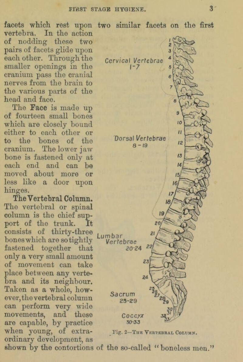 facets which rest upon vertebra. In the action of nodding those two pairs of facets glide upon each other. Through the smaller openings in the cranium pass the cranial nerves from the brain to the various parts of the head and face. The Face is made up of fourteen small bones which are closely bound either to each other or to the bones of the cranium. The lower jaw bone is fastened only at each end and can be moved about more or less like a door upon hinges. The Vertebral Column. The vertebral or spinal column is the chief sup- port of the trunk. It consists of thirty-three bones which are so tightly fastened together that only a veiy small amount of movement can take place between any verte- bra and its neighbour. Taken as a whole, how- ever, the vertebral column can perform very wide movements, and these are capable, by practice when young, of extra- ordinary development, as shown by the contortions two similar facets on the first Cervical Vertebrae 1-7 SI Dorsal l/ertebrae a-19 141 16/ I7J Lumbar Vertebrae 20-24 ^^1, 20/ 71 A/i? Sacrum 2S-29 Coccyx ao-33 'l7. Fig. 2—Thr Vkrtkbral Coi.tjm.v. of the so-called “boneless men.”
