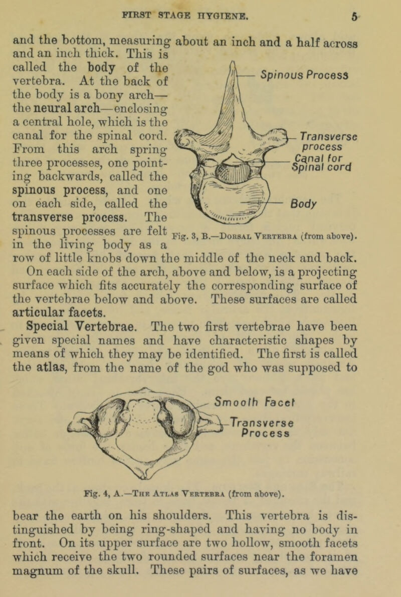 and the bottoin, measuring about an inch and a half across and an inch thick. This is Spinous Process Transverse process C^nal for Spinal cord called the body of the vertebra. At the back of the body is a bony arch— the neural arch—enclosing a central hole, which is the canal for the spinal cord. From this arch spring three processes, one point- ing backwards, called the spinous process, and one on each side, called the transverse process. The spinous processes are felt in the living body as a row of little knobs down the middle of the neck and back. On each side of the arch, above and below, is a projecting surface which fits accurately the corresponding surface of the vertebrae below and above. These surfaces are called articular facets. Special Vertebrae. The two first vertebrae have been given special names and have characteristic shapes by means of which they may be identified. The first is called the atlas, from the name of the god who was supposed to Body Fig. 3, B.—Dorsal Vertebra (from above). Smooth Facet Transverse Process Fig. 4, A.—The Atlas Vertebra (from above). bear the earth on his shoulders. This vertebra is dis- tinguished by being ring-shaped and having no body in front. On its upper surface are two hollow, smooth facets which receive the two rounded surfaces near the foramen magnum of the skull. These pairs of surfaces, as we have