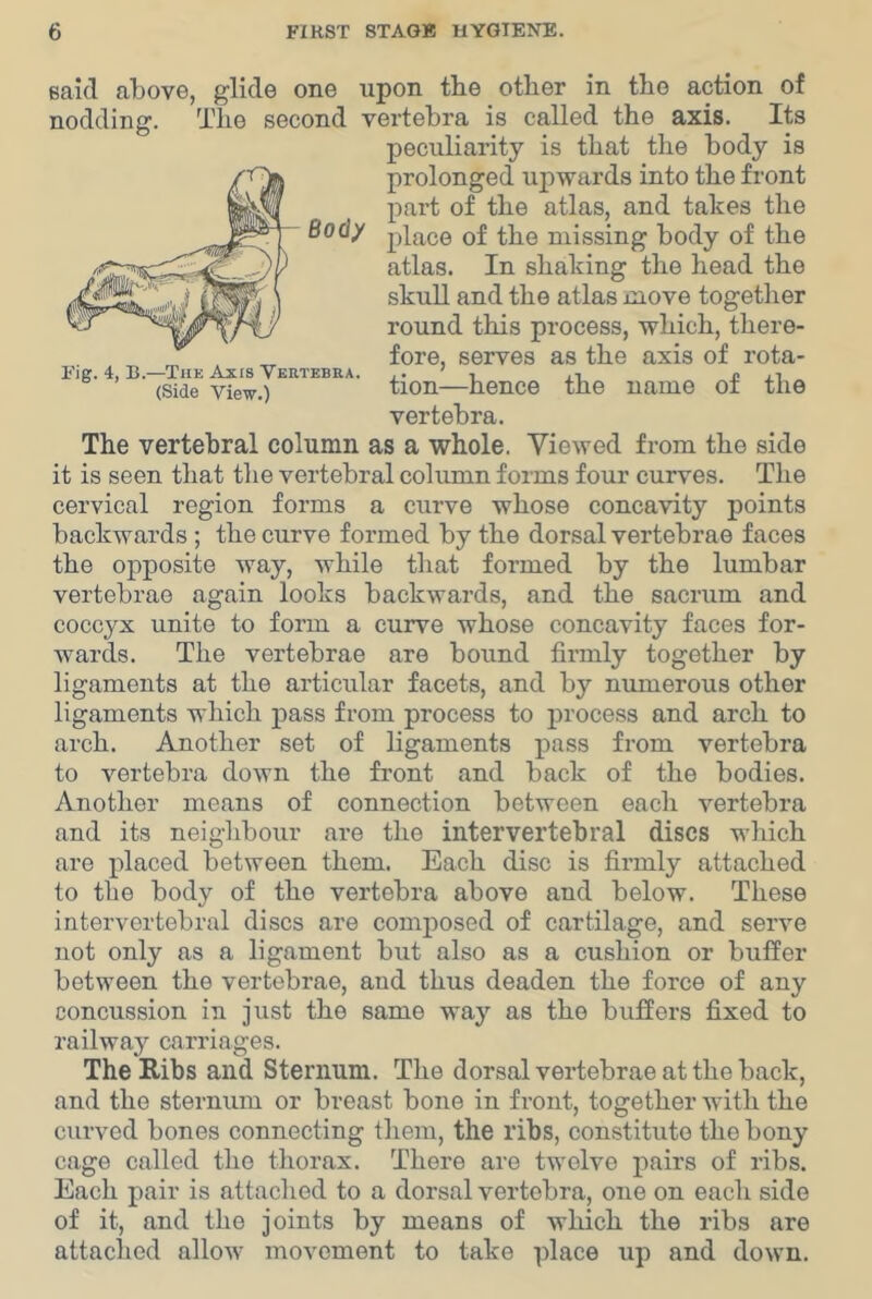 said above, glide one upon tbe other in the action of nodding. The second vertebra is called the axis. Its peculiarity is that the body is prolonged upwards into the front part of the atlas, and takes the Body place of the missing body of the atlas. In shaking the head the skull and the atlas move together round this process, which, there- fore, serves as the axis of rota- tion—hence the name of the vertebra. The vertebral column as a whole. Viewed from the side it is seen that the vertebral column forms four curves. The cervical region forms a curve whose concavity points backwards ; the curve formed by the dorsal vertebrae faces the opposite way, while that formed by the lumbar vertebrae again looks backwards, and the sacrum and coccyx unite to foi’m a curve whose concavity faces for- wards. The vertebrae are bound firmly together by ligaments at the articular facets, and by numerous other ligaments which pass from process to process and arch to arch. Another set of ligaments pass from vertebra to vertebra down the front and back of the bodies. Another means of connection between each vertebra and its neighbour are the intervertebral discs which are placed between them. Each disc is firmly attached to the body of the vertebra above and below. These intervertebral discs are composed of cartilage, and serve not only as a ligament but also as a cushion or buffer between the vertebrae, and thus deaden the force of any concussion in just the same way as the buffers fixed to railway carriages. The Ribs and Sternum. The dorsal vertebrae at the back, and the sternum or breast bone in front, together with the curved bones connecting them, the ribs, constitute the bony cage called the thorax. There are twelve pairs of ribs. Each pair is attaclied to a dorsal vertebra, one on each side of it, and the joints by means of which the ribs are attached allow movement to take place up and down.
