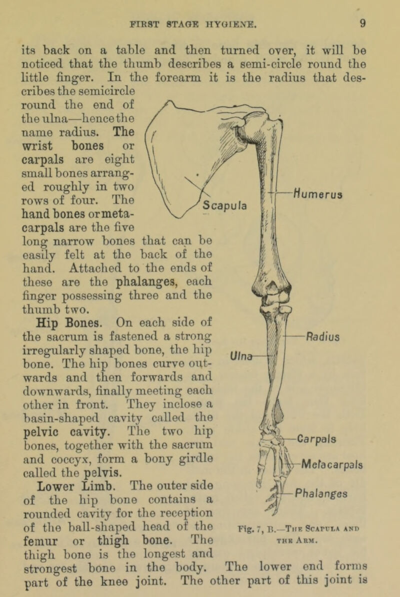 Humerus its back on a table and then turned OYer, it will be noticed that the thumb describes a semi-circle round the little finger. In the forearm it is the radius that des- cribes the semicircle round the end of the ulna—hence the name radius. The wrist bones or carpals are eight small bones arrang- ed roughly in two rows of four. The hand bones ormeta- carpals are the five long narrow bones that can be easily felt at the back of the hand. Attached to the ends of these are the phalanges, each finger possessing three and the thumb two. Hip Bones. On each side of the sacrum is fastened a strong irregularly shaped bone, the hip bone. The hip bones curve out- wards and then forwards and downwards, finally meeting each other in front. They inclose a basin-shaped cavity called the pelvic cavity. The two hip bones, together with the sacrum and coccyx, form a bony girdle called the pelvis. Lower Limb. The outer side of the hip bone contains a rounded cavity for the reception of the ball-shaped head of the femur or thigh bone. The thigh bone is the longest and strongest bone in the body. The lower end forms part of the knee joint. The other part of this joint is Ulna- Radius —Carpals ^y-Mefacarpals Phalanges Fig. 7, B.—The ScAvriA and THE Ahm.