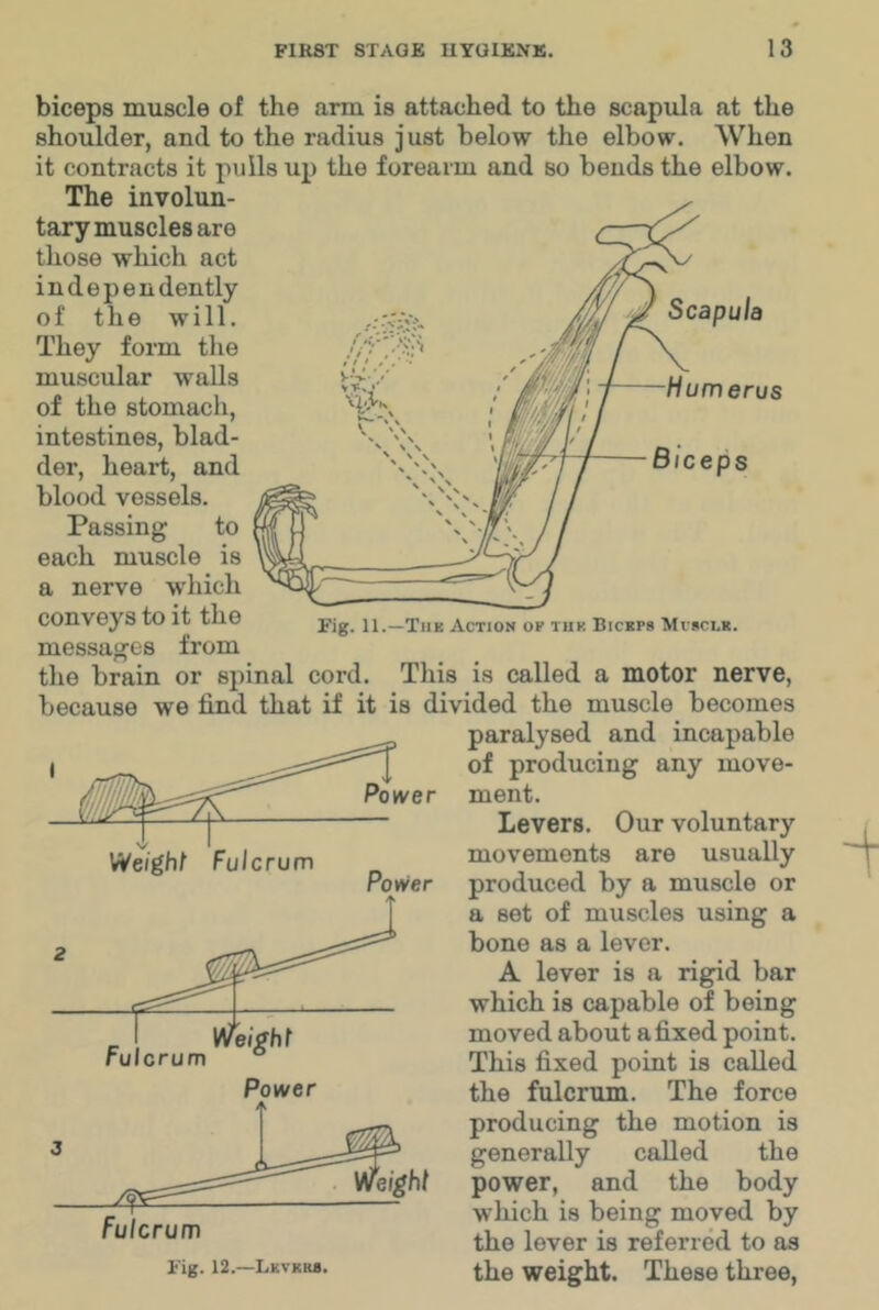 Scapula Humerus Biceps Fig. 11.—Tub Action of thk Bickps Mrsci.it. biceps muscle of the arm is attached to the scapula at the shoulder, and to the radius j ust below the elbow. When it contracts it pulls up the forearm and so bends the elbow. The involun- tary muscles are those which act independently of the will. They form the muscular walls of the stomach, intestines, blad- der, heart, and blood vessels. Passing to each muscle is a nerve which conveys to it the messages from tlie brain or spinal cord. This is called a motor nerve, because we find that if it is divided the muscle becomes paralysed and incapable of producing any move- ment. Levers. Our voluntary movements are usually produced by a muscle or a set of muscles using a bone as a lever. A lever is a rigid bar which is capable of being moved about a fixed point. This fixed point is called the fulcrum. The force producing the motion is generally called the power, and the body which is being moved by the lever is referred to as the weight. These three. Fig. 12.—Lkvkm.