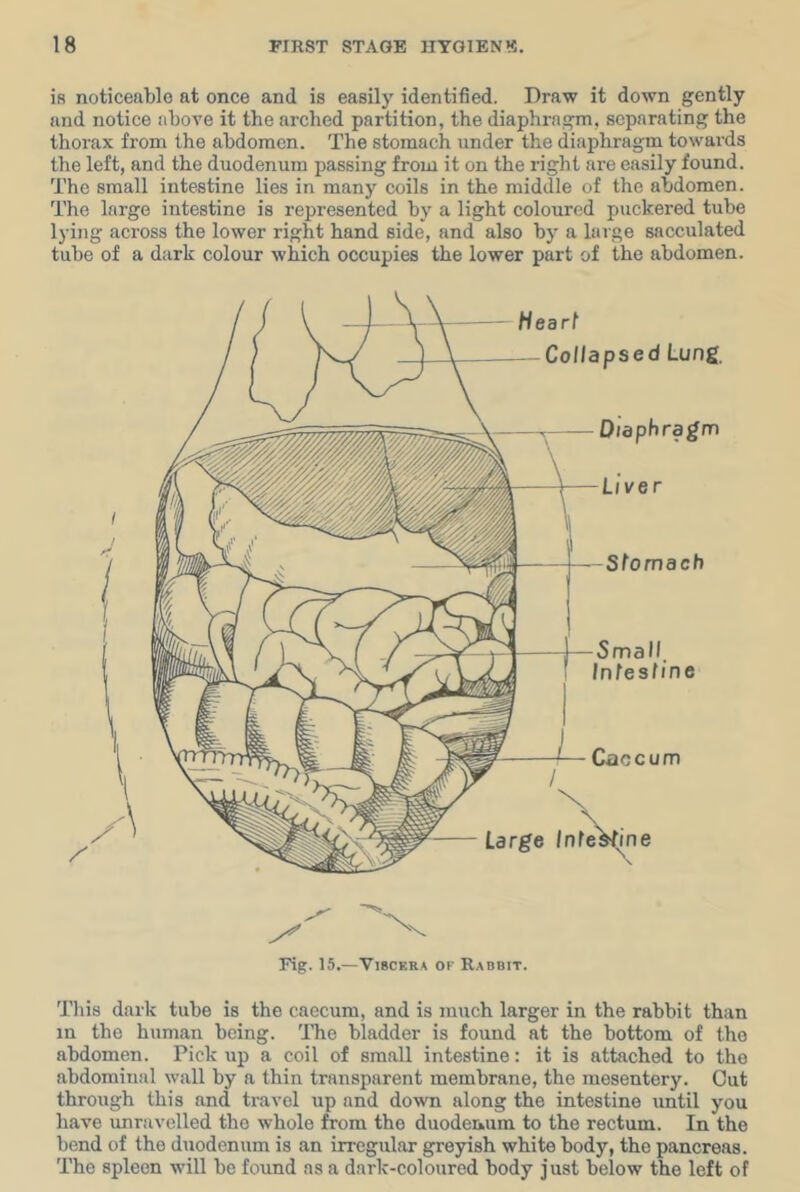 is noticeable at once and is easily identified. Draw it down gently and notice above it the arched partition, the diaphi-agm, separating the thorax from the abdomen. The stomach under the diaphragm towards the left, and the duodenum passing from it on the right are easily found. The small intestine lies in many coils in the middle of the abdomen. The large intestine is represented by a light coloured puckered tube lying across the lower right hand side, and also by a large sacculated tube of a dark colour which occupies the lower part of the abdomen. Fig. 15.—Viscera of Rabbit. This dark tube is the caecum, and is much larger in the rabbit than in the human being. The bladder is found at the bottom of the abdomen. Pick up a coil of small intestine: it is attached to the abdominal wall by a thin transparent membrane, the mesentery. Cut through this and travel up and down along the intestine until you have unravelled the whole from the duodenum to the rectum. In the bend of the duodenum is an iiregular greyish white body, the pancreas. The spleen will be found as a dark-coloured body j ust below the left of