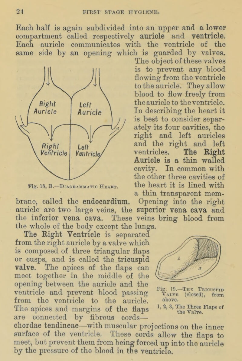 Each half is again subdivided into an upper and a lower compartment called respectively auricle and ventricle. Each auricle communicates with the ventricle of the same side by an opening which is guarded by valves. The object of these valves is to prevent any blood flowing from the ventricle to the auricle. They allow blood to flow freely from the auricle to the ventricle. In describing the heart it is best to consider separ- ately its four cavities, the right and left auricles and the right and left ventricles. The Right Auricle is a thin walled cavity. In common with the other three cavities of the heart it is lined with a thin transparent mem- brane, called the endocardium. Opening into the right auricle are two large veins, the superior vena cava and the inferior vena cava. These veins bring blood from the whole of the body except the lungs. The Right Ventricle is separated from the right auricle by a valve which is composed of three triangular flaps or cusps, and is called the tricuspid valve. The apices of the flaps can meet together in the middle of the opening between the auricle and the ventricle and prevent blood passing ^ VALvr’'^ciLed)7''Tom from the ventricle to the auricle. above. The apices and margins of the flaps are connected by fibrous cords— chordae tendineae—with musciilar projections on the inner surface of the ventricle. These cords allow the flaps to meet, but prevent them from being forced up into the auricle by the pressure of the blood in the ventricle. Fig. 18, B.—DtAGRAMMATlC IIeart.