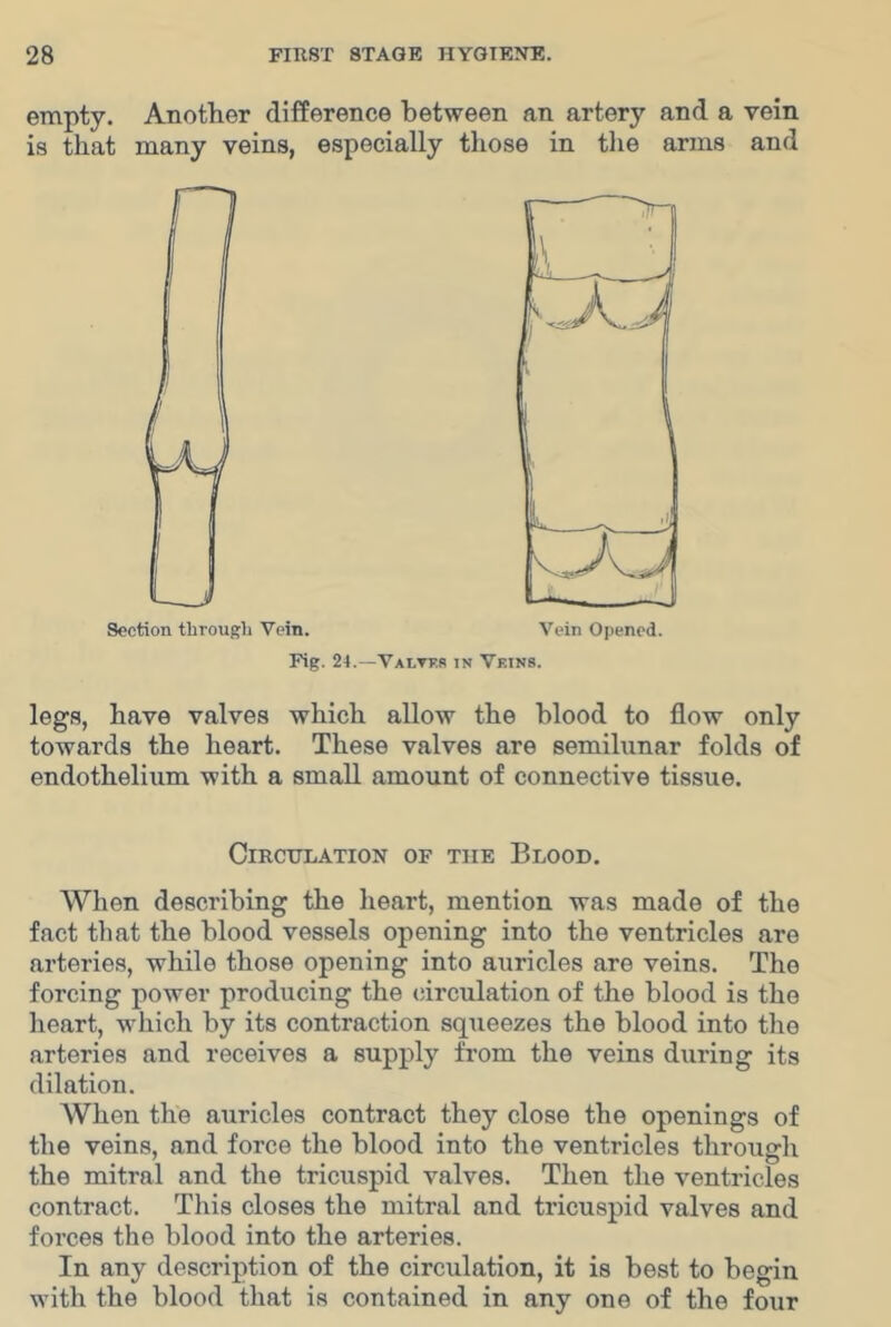 empty. Another difference between an artery and a vein is that many veins, especially those in the arms and Section through Vein. Vein Opened. Fig. 24.—VALTEfs IN Veins. legs, have valves which allow the blood to flow only towards the heart. These valves are semilunar folds of endothelium with a small amount of connective tissue. ClRCTinATION OF THE BlOOD. When describing the heart, mention was made of the fact that the blood vessels opening into the ventricles are arteries, while those opening into auricles are veins. The forcing power producing the (iirculation of the blood is the heart, which by its contraction squeezes the blood into tho arteries and receives a supply from the veins during its dilation. When the auricles contract they close the openings of the veins, and force the blood into the ventricles through the mitral and the tricuspid valves. Then the ventricles contract. This closes the mitral and tricuspid valves and forces the blood into the arteries. In any description of the circulation, it is best to begin with the blood that is contained in any one of the four