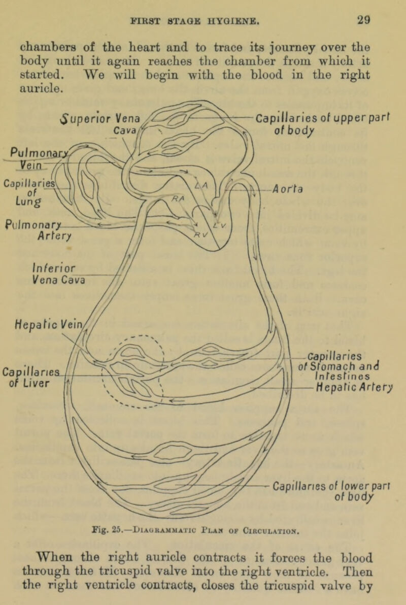 chambers of the heart and to trace its journey over the body until it again reaches the chamber from which it started. We will begin with the blood in the right auricle. When the right auricle contracts it forces the blood through the tricuspid valve into the right ventricle. Then the right ventricle contracts, closes the tricuspid valve by