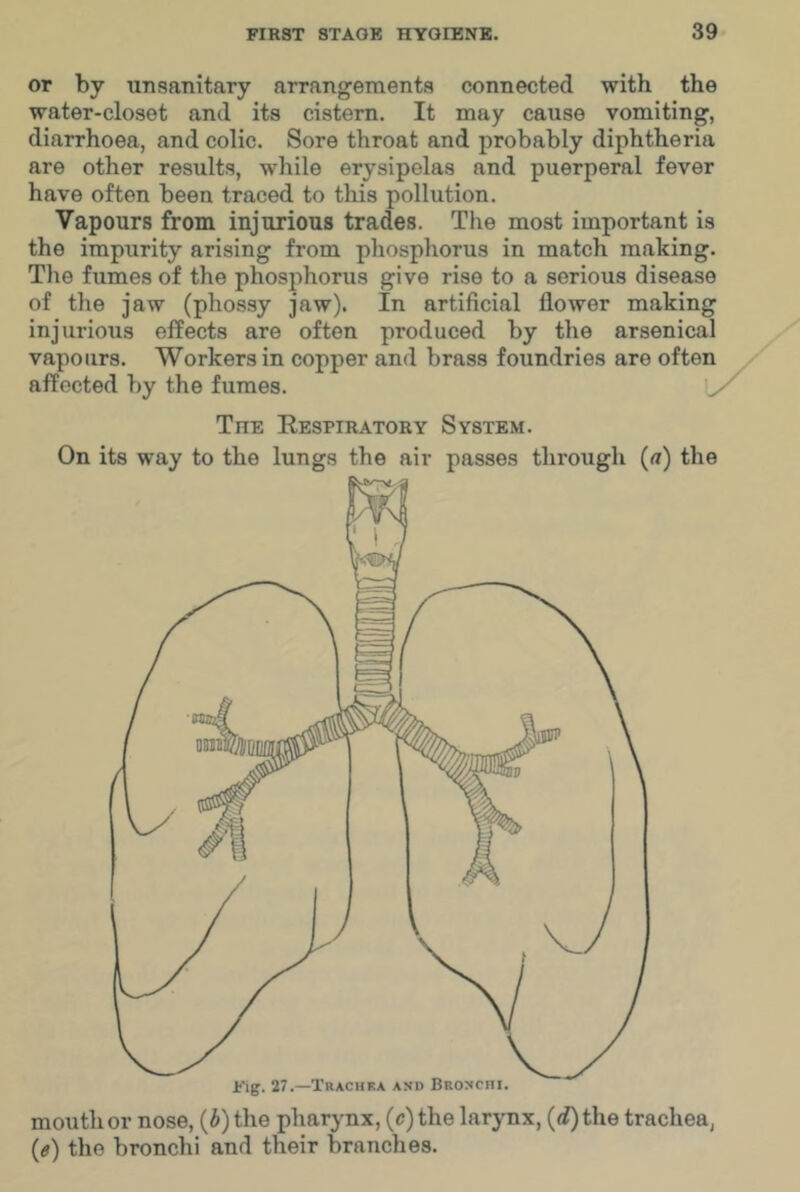 or by unsanitary arrangements connected with the water-closet and its cistern. It may cause vomiting, diarrhoea, and colic. Sore throat and probably diphtheria are other results, while erysipelas and puerperal fever have often been traced to this pollution. Vapours from injurious trades. The most important is the impurity arising from phosphorus in match making. Tlie fumes of the phosphorus give rise to a serious disease of the jaw (phossy jaw). In artificial flower making injurious effects are often produced by the arsenical vapours. Workers in copper and brass foundries are often affected by the fumes. U mouther nose, {b) the pharynx, (cjthe larynx, ((f)the trachea, (e) the bronchi and their branches. The Respiratory System. On its way to the lungs the air passes through (at) the Fig, 27.—Trachka and Bronchi,