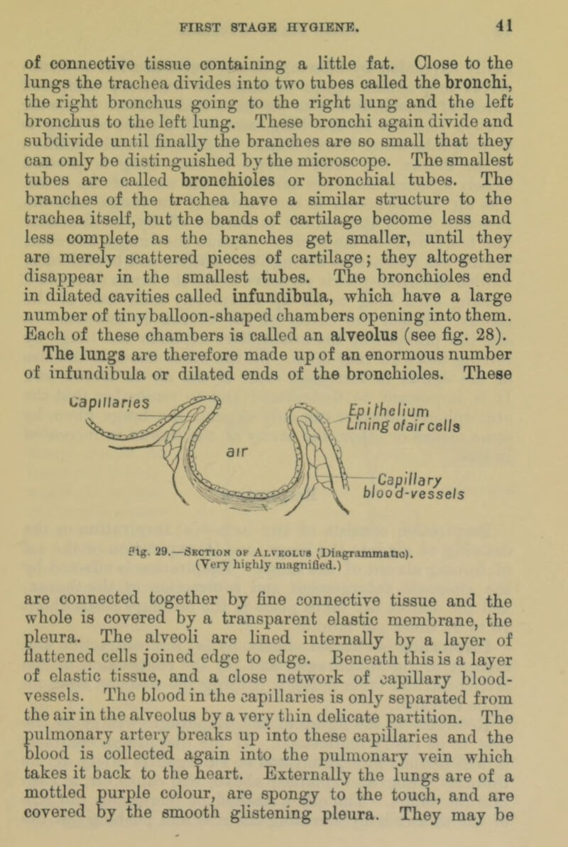 of connective tissue containing a little fat. Close to th.e lungs the tracliea divides into two tubes called the bronchi, the right bronchus going to the right lung and the left bronchus to the left lung. These bronchi again divide and subdivide until finally the branches are so small that they can only be distinguished by the microscope. The smallest tubes are called bronchioles or bronchial tubes. The branches of the trachea have a similar structure to the trachea itself, but the bands of cartilage become less and less complete as the branches get smaller, until they are merely scattered pieces of cartilage; they altogether disappear in the smallest tubes. The bronchioles end in dilated cavities called infundibula, which have a large number of tiny balloon-shaped chambers opening into them. Each of these chambers is called an alveolus (see fig. 28). The lungs are therefore made up of an enormous number of infundibula or dilated ends of the bronchioles. These Ptg. 29.—Skction op Alveolus (Diagrammaao). (Very highly miigniQcd.) are connected together by fine connective tissue and the whole is covered by a transparent elastic membrane, the pleura. The alveoli are lined internally by a layer of llattened cells joined edge to edge. Beneath this is a layer of elastic tissue, and a close network of capillary blood- vessels. The blood in the capillaries is only separated from the air in the alveolus by a very thin delicate partition. The pulmonary artery breaks up into these capillaries and the blood is collected again into the pulmonary vein which takes it back to the heart. Externally the lungs are of a mottled purple colour, are spongy to the touch, and are covered by the smooth glistening pleura. They may be