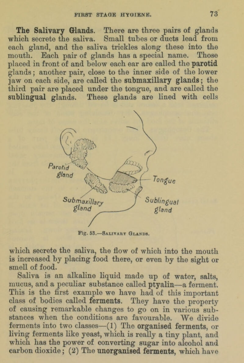 The Salivary Glands. There are three pairs of glands which secrete the saliva. Small tubes or ducts lead from each gland, and the saliva trickles along these into the mouth. Each pair of glands has a special name. Those placed in front of and below each ear are called the parotid glands; another pair, close to the inner side of the lower j aw on each side, are called the submaxillary glands; the third pair are placed under the tongue, and are called the sublingual glands. These glands are lined with cells Fig. 53.—Salitart Glands. Parotid ^lond Tongue Sublingual gland which secrete the saliva, the flow of which into the mouth is increased by placing food there, or even by the sight or smell of food. Saliva is an alkaline liquid made up of water, salts, mucus, and a peculiar substance called ptyalin—a fei-ment. This is the first example we have had of this important class of bodies called ferments. They have the property of causing remarkable changes to go on in various sub- stances when the conditions are favourable. We divide ferments into two classes—(1) The organised ferments, or living ferments like yeast, which is really a tiny plant, and which has the power of converting sugar into alcohol and carbon dioxide; (2) The unorganised ferments, which have