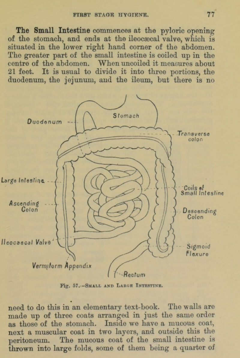 The Small Intestine commences at the pyloric opening of the stomach, and ends at the ileocsecal valve, wMch is situated in the lower right hand comer of the abdomen. The greater part of the small intestine is coiled up in the centre of the abdomen. When uncoiled it measures about 21 feet. It is usual to divide it into three portions, the duodenum, the jejunum, aud the ileum, hut there is no need to do this in an elementary text-book. The alls are made up of three coats arranged in just the same order as those of the stomach. Inside we have a mucous coat, next a muscular coat in two layers, and outside this tlie peritoneum. The mucous coat of the small intestine is thrown into large folds, some of them being a quarter of
