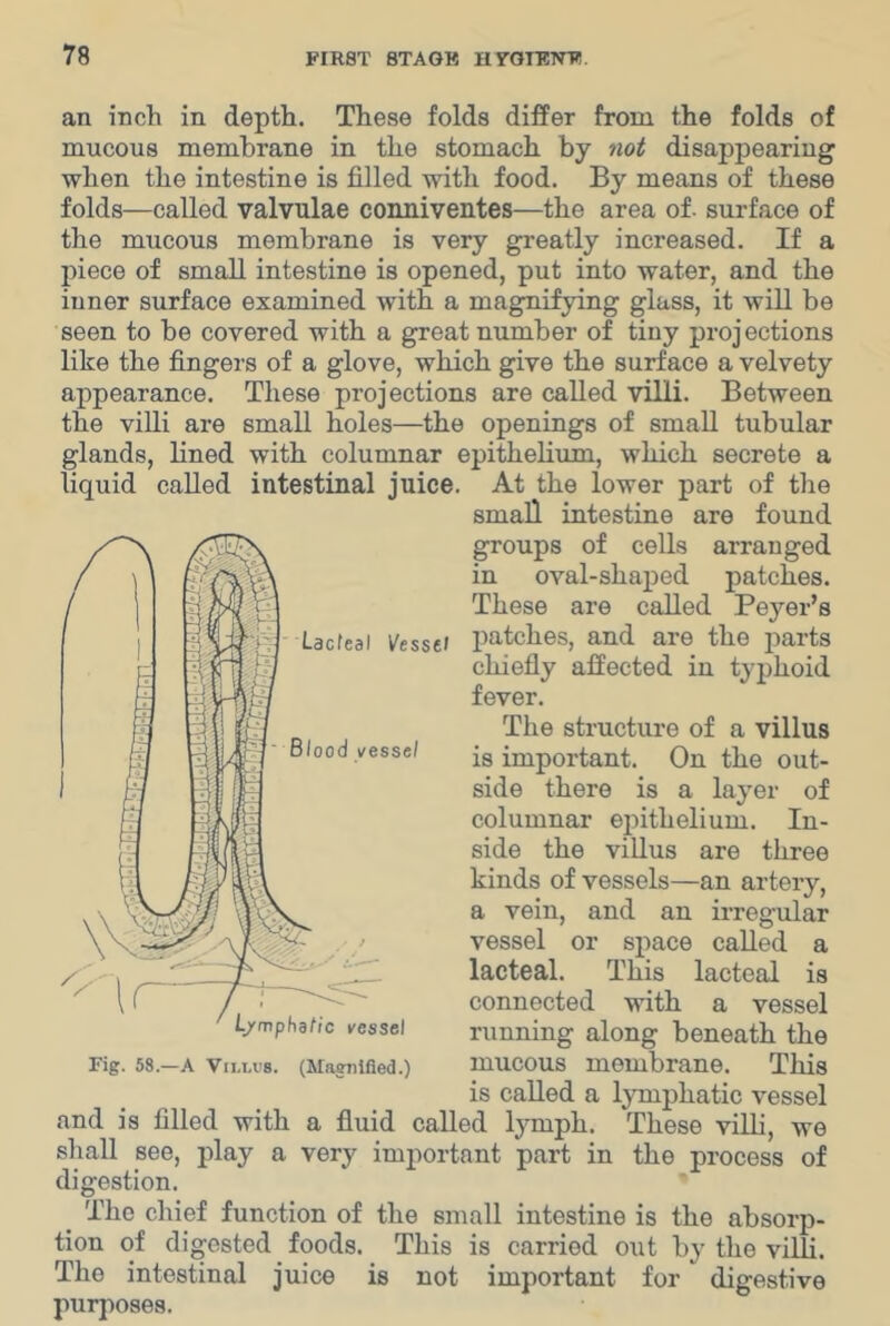 an inch in depth. These folds differ from the folds of mucous membrane in the stomach by not disappearing when the intestine is filled with food. By means of these folds—called valvulae conniventes—the area of. surface of the mucous membrane is very greatly increased. If a piece of small intestine is opened, put into water, and the inner surface examined with a magnifying glass, it will be seen to be covered with a great number of tiny projections like the fingers of a glove, which give the surface a velvety appearance. These projections are called villi. Between the villi are small holes—the openings of small tubular glands, lined with columnar epithelium, which secrete a liquid called intestinal juice. At the lower part of the small intestine are found groups of cells arranged in oval-shaped patches. These are called Peyer’s patches, and are the parts chiefiy affected in typhoid fever. The structure of a villus is important. On the out- side there is a layer of columnar epithelium. In- side the villus are three kinds of vessels—an artery, a vein, and an irregular vessel or space called a lacteal. This lacteal is connected with a vessel running along beneath the mucous membrane. This is called a lymphatic vessel and is filled with a fluid called lymph. These villi, we shall see, play a very important part in the process of digestion. The chief function of the small intestine is the absorp- tion of digested foods. This is carried out by the villi. The intestinal juice is not important for digestive purposes. Lacfeal l^essel esse/ L/mphdtIc vessel Fig. 58.—A Vri.i.vs. (Magnified.)