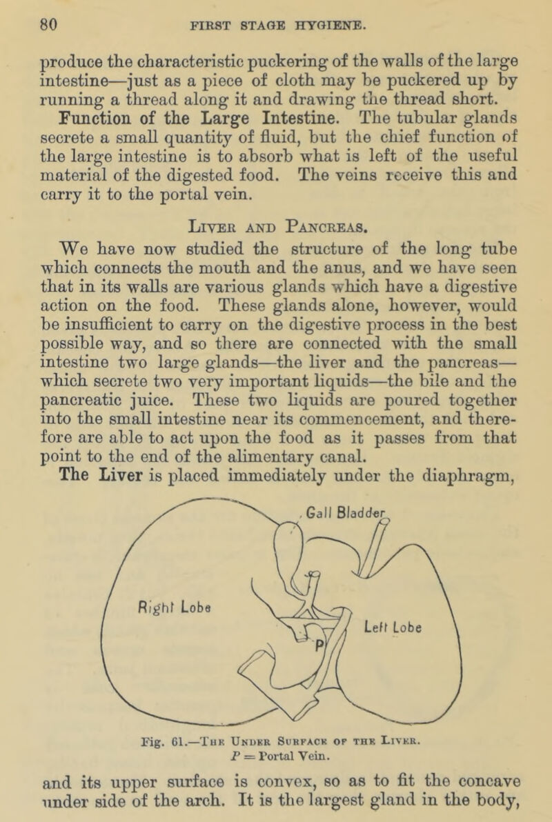 produce the characteristic puckering of the walls of the large intestine—just as a piece of cloth may be puckered up by running a thread along it and drawing the thread short. Function of the Large Intestine. The tubular glands secrete a small quantity of fluid, but the chief function of the large intestine is to absorb what is left of the useful material of the digested food. The veins receive this and carry it to the portal vein. Liver and Pancreas. We have now studied the structure of the long tube which connects the mouth and the anus, and we have seen that in its walls are various glands which have a digestive action on the food. These glands alone, however, would be insufficient to carry on the digestive process in the best possible way, and so there are connected with the small intestine two large glands—the liver and the pancreas— which secrete two very important liquids—the bile and the pancreatic juice. These two liquids are poured together into the small intestine near its commencement, and there- fore are able to act upon the food as it passes from that point to the end of the alimentary canal. The Liver is placed immediately under the diaphragm. Fig. 61.—Tuk Unukr Sukfack op thk Livkr. P = Fortal Vein. and its upper surface is convex, so as to flt the concave under side of the arch. It is the largest gland in the body,