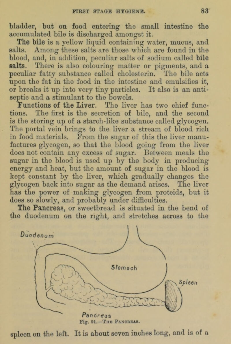 bladder, but on food entering the small intestine the accumulated bile is discharged amongst it. The bile is a yellow liquid containing water, mucus, and salts. Among these salts are those which are found in the blood, and, in addition, peculiar salts of sodium called bile salts. There is also colouring matter or pigments, and a peculiar fatty substance called cholesterin. The bile acts upon the fat in the food in the intestine and emulsifies it, or breaks it up into very tiny particles. It also is an anti- septic and a stimulant to the bowels. Functions of the Liver. The liver has two chief func- tions. The first is the secretion of bile, and the second is the storing up of a starch-like substance called glycogen. Tlie portal vein brings to the liver a stream of blood rich in food materials. From the sugar of this the liver manu- factures glycogen, so that the blood going from the liver does not contain any excess of sugar. Between meals tho sugar in the blood is used up by the body in producing energy and heat, but the amount of sugar in tho blood is kept constant by the liver, which gradually changes tho glycogen back into sugar as the demand arises. The liver has the power of making glycogen from proteids, but it does so slowly, and probably under difficulties. The Pancreas, or sweetbread is situated in the bend of the duodenum on the right, and stretches across to tho spleen on the left. It is about seven inches long, and is of a