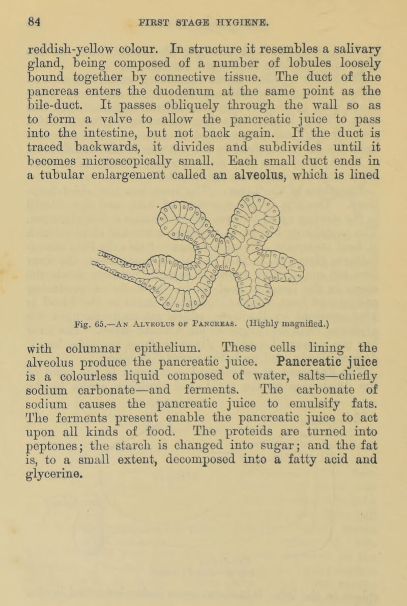 reddish-yellow colour. In structure it resembles a salivary gland, being composed of a number of lobules loosely bound together by connective tissue. The duct of the pancreas enters the duodenum at the same point as the bile-duct. It passes obliquely through the wall so as to form a valve to allow the pancreatic juice to pass into the intestine, but not back again. If the duct is traced backwards, it divides and subdivides until it becomes microscopically small. Each small duct ends in a tubular enlargement called an alveolus, which is lined Fig. 65.—An Alvkolus of Pancrbas. (Highly magnified.) with columnar epithelium. These cells lining the alveolus produce the pancreatic juice. Pancreatic juice is a colourless liquid composed of water, salts—chiefly sodium carbonate—and ferments. The carbonate of sodium causes the pancreatic juice to emulsify fats. The ferments present enable the pancreatic juice to act upon all kinds of food. The proteids are turned into peptones; tlie starch is changed into sugar; and the fat is, to a small extent, decomposed into a fatty acid and glycerine.