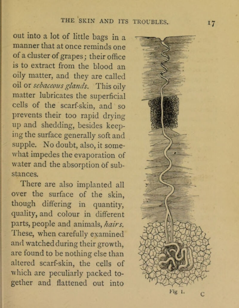 out into a lot of little bags in a manner that at once reminds one of a cluster of grapes; their office is to extract from the blood an oily matter, and they are called oil or sebaceous glands. This oily matter lubricates the superficial cells of the scarf-skin, and so prevents their too rapid drying up and shedding, besides keep- ing the surface generally soft and supple. No doubt, also, it some- what impedes the evaporation of water and the absorption of sub- stances. There are also implanted all over the surface of the skin, though differing in quantity, quality, and colour in different parts, people and animals, hairs. These, when carefully examined and watched during their growth, are found to be nothing else than altered scarf-skin, the cells of which are peculiarly packed to- gether and flattened out into