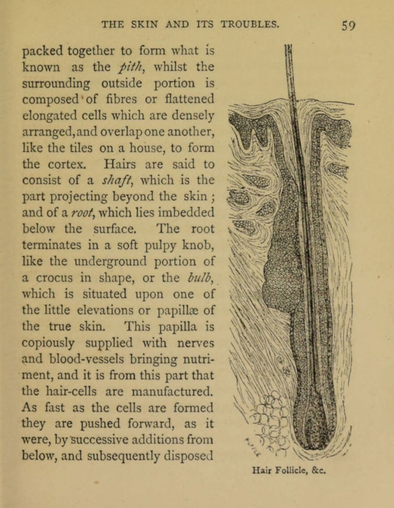 packed together to form what is known as the pith, whilst the surrounding outside portion is composed'of fibres or flattened elongated cells which are densely arranged,and overlap one another, like the tiles on a house, to form the cortex. Hairs are said to consist of a shaft, which is the part projecting beyond the skin ; and of a root, which lies imbedded below the surface. The root terminates in a soft pulpy knob, like the underground portion of a crocus in shape, or the bulb, which is situated upon one of the little elevations or papillae of the true skin. This papilla is copiously supplied with nerves and blood-vessels bringing nutri- ment, and it is from this part that the hair-cells are manufactured. As fast as the cells are formed they are pushed forward, as it were, by successive additions from below, and subsequently disposed Hair Follicle, &c.