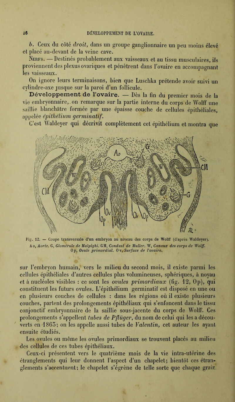 b. Ceux du côté choit, dans un groupe ganglionnaire un peu moins élevé et placé au-devant de la veine cave. Nerfs. —Destinés probablement aux vaisseaux et au tissu musculaires, ils proviennent des plexus ovariques et pénètrent dans l’ovaire en accompagnant les vaisseaux. On ignore leurs terminaisons, bien que Luschka prétende avoir suivi un cylindre-axe jusque sur la paroi d’un follicule. Développement de l’ovaire. — Dès la fin du premier mois de la vie embryonnaire,, on remarque sur la partie interne du corps de Wollf une saillie blanchâtre formée par une épaisse couche de cellules épithéliales, appelée épithélium germinatif. C’est Waldeyer qui décrivit complètement cet épithélium et montra que î'ig. 12. — Coupe transversale d’un embryon au niveau des corps de WoKÎ (d'après Waldeyer). A O, Aorte. G, Glomérule de Malpighi. GM, Conduit de Muller. W, Canaux des corps de Wolff. Op, Ovule primordial. O v, Surface de l'ovaire. sur l’emhryon humain, vers le milieu du second mois, il existe parmi les cellules épithéliales d’autres cellules plus volumineuses, sphériques, à noyau et à nucléoles visibles : ce sont les ovules primordiaux (fig. 12, Op), qui constituent les futurs ovules. L’épithélium germinatif est disposé en une ou en plusieurs couches de cellules : dans les régions où il existe plusieurs couches, partent des prolongements épithéliaux qui s’enfoncent dans le tissu conjonctif embryonnaire de la saillie sous-jacente du corps de Wolff. Ces prolongements s’appellent tubes de Pflüger, du nom de celui qui les a décou- verts en 1865; on les appelle aussi tubes de Valentin, cet auteur les ayant ensuite étudiés. Les ovules ou même les ovules primordiaux se trouvent placés au milieu des cellules de ces tubes épithéliaux. Ceux-ci présentent vers le quatrième mois de la vie intra-utérine des étranglements qui leur donnent l’aspect d’un chapelet; bientôt ces étran- glements s’accentuent; le chapelet s’égrène de telle sorte que chaque grain