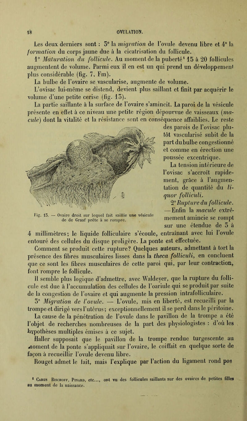 Les deux derniers sont : 3° la migration de l’ovule devenu libre et 4® la formation du corps jaune due à la cicatrisation du follicule. 1® Maturation du follicule. Au moment de la puberté* 15 à 20 follicules augmentent de volume. Parmi eux il en est un qui prend un développement plus considérable (fig. 7, Fm). La bulbe de l’ovaire se vascularisé, augmente de volume. L’ovisac lui-même se distend, devient plus saillant et finit par acquérir le volume d’une petite cerise (fig. 15). La partie saillante à la surface de l’ovaire s’amincit. La paroi de la vésicule présente en effet à ce niveau une petite région dépourvue de vaisseaux [ma- cule) dont la vitalité et la résistance sont en conséquence affaiblies. Le reste des parois de l’ovisac plu- tôt vascularisé subit de la part dubulbe congestionné et comme en érection une poussée excentrique. La tension intérieure de l’ovisac s’accroît rapide- ment, grâce à l’augmen- tation de quantité du li- quor folliculi. ‘2°Ruptu7'e du follicule. — Enfin la macule extrê- mement amincie se rompt sur une étendue de 5 à 4 millimètres; le liquide folliculaire s’écoule, entraînant avec lui l’ovule entouré des cellules du disque proligère. La ponte est effectuée. Comment se produit cette rupture? Quelques auteurs, admettant à tort la présence des fibres musculaires lisses dans la theca folliculi, en concluent que ce sont les fibres musculaires de cette paroi qui, par leur contraction, font rompre le follicule. 11 semble plus logique d’admettre, avec Waldeyer, que la rupture du folli- cule est due à l’accumulation des cellules de l’oariule qui se produit par suite de la congestion de l’ovaire et qui augmente la pression intrafolliculaire. 3® Migration de Vovule. — L’ovule, mis en liberté, est recueilli par la trompe et dirigé vers l’utérus ; exceptionnellement il se perd dans le péritoine. La cause de la pénétration de l’ovule dans le pavillon de la trompe a été l’objet de recherches nombreuses de la part des physiologistes : d’où les liypothèses multiples émises à ce sujet. Haller supposait que le pavillon de la trompe rendue turgescente au ,noment de la ponte s’appliquait sur l’ovaire, le coiffait en quelque sorte de façon à recueillir l’ovule devenu libre. Rouget admet le tait, mais l’explique par l’action du ligament rond pos Fig. 13. — Ovaire droit sur lequel l'ait saillie une vésicule de de Graaf prête à se rompre. * Cards Bischoff, Pinard, etc..., ont vu des follicules saillants sur des ovaires de petites filles au luoment de la naissance.