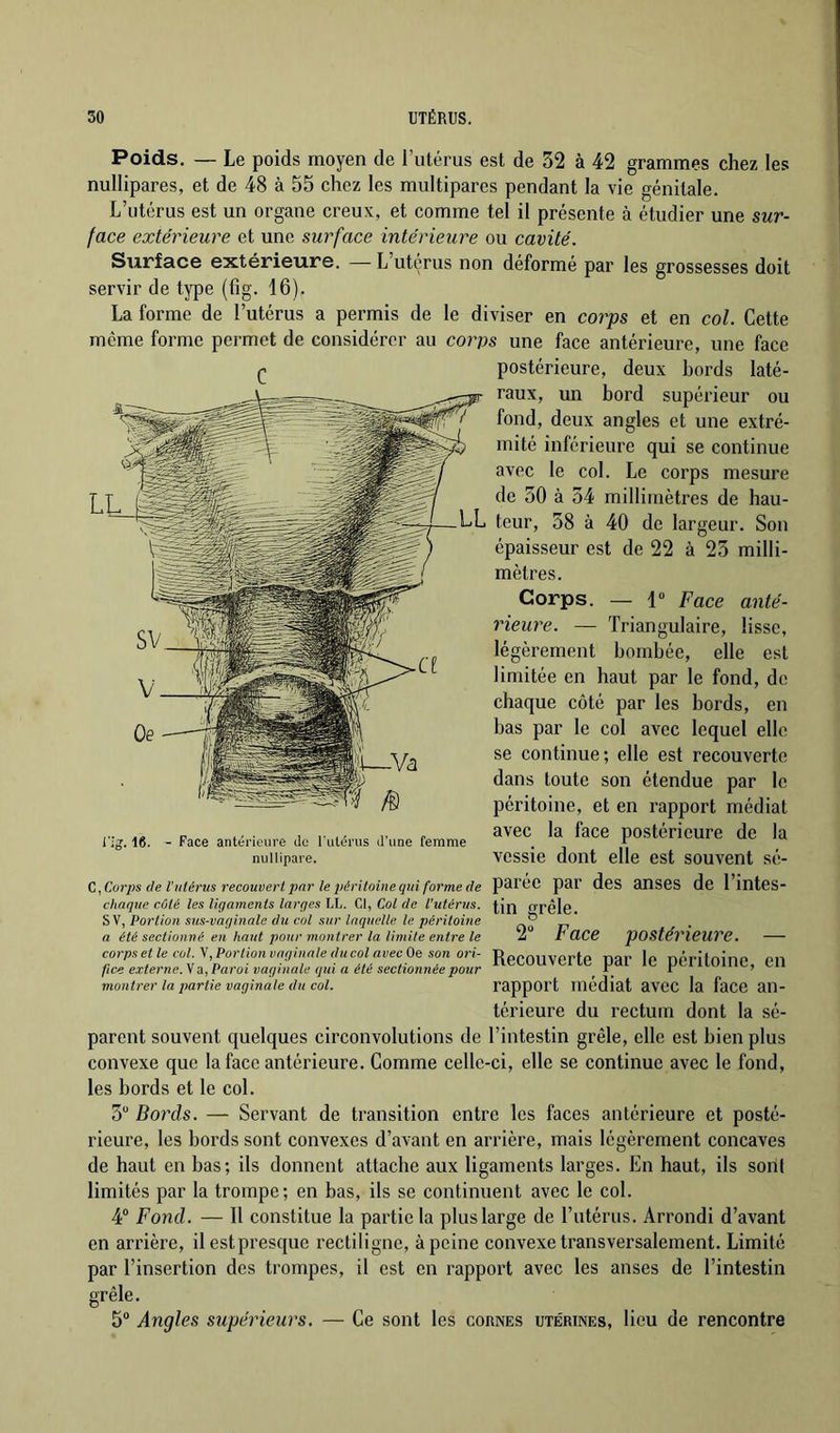 Poids. — Le poids moyen de l’utérus est de 32 à 42 grammes chez les nullipares, et de 48 à 55 chez les multipares pendant la vie génitale. L’utérus est un organe creux, et comme tel il présente à étudier une sur- face extérieure et une surface intérieure ou cavité. Surface extérieure. — L utérus non déformé par les grossesses doit servir de type (fig. 16). La forme de l’utérus a permis de le diviser en corys et en cot. Cette même forme permet de considérer au corps une face antérieure, une face ç postérieure, deux bords laté- raux, un bord supérieur ou fond, deux angles et une extré- mité inférieure qui se continue avec le col. Le corps mesure de 30 à 34 millimètres de hau- teur, 38 à 40 de largeur. Son épaisseur est de 22 à 23 milli- mètres. Corps. — 1« Face anté- rieure. — Triangulaire, lisse, légèrement bombée, elle est limitée en haut par le fond, de chaque côté par les bords, en bas par le col avec lequel elle se continue; elle est recouverte dans toute son étendue par le péritoine, et en rapport médiat r, . 1 . avec la face postérieure de la 1 ;g. 16. - Face anterieure de 1 utérus d une femme . r nuilipare. vessie dont elle est souvent sé- C, Corps de l’utérus recouvert par le péritoine qui forme de parée par des anses de l’intes- chaque côté les ligaments larqes lAj. Ci, Cot de l'utérus, u'i’0l0. , Portion sus-vaginale du cot sur laquelle le péritoine ^ ^ . a été sectionné en haut pour montrer la limite entre le 2 t aCC pOStérieUre. corpsetle coLy,Portionvng,naleduco avecOe son ori- RgCOUVerte par le pélîtoinC, Cil fice externe. S 0, Paroi vaginale qui a été sectionnée pour \ r ’ montrer la qiartie vaginale du col. rapport médiat avoc la face an- térieure du rectum dont la sé- parent souvent quelques circonvolutions de l’intestin grêle, elle est bien plus convexe que la face antérieure. Gomme celle-ci, elle se continue avec le fond, les bords et le col. 3 Bords. — Servant de transition entre les faces antérieure et posté- rieure, les bords sont convexes d’avant en arrière, mais légèrement concaves de haut en bas; ils donnent attache aux ligaments larges. En haut, ils sont limités par la trompe; en bas, ils se continuent avec le col. 4“ Fond. — Il constitue la partie la plus large de l’utérus. Arrondi d’avant en arrière, il est presque rectiligne, à peine convexe transversalement. Limité par l’insertion des trompes, il est en rapport avec les anses de l’intestin grêle, 5® Angles supérieurs. — Ce sont les cornes utérines, lieu de rencontre