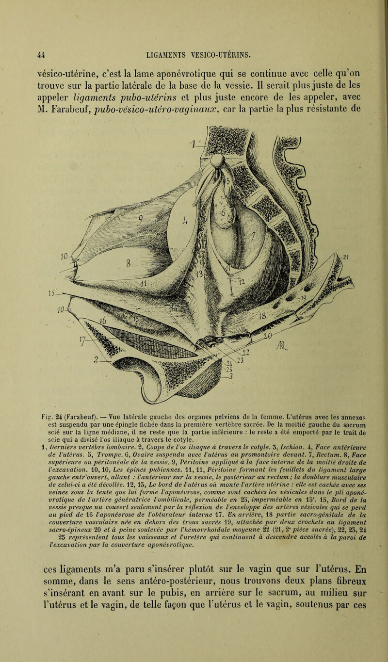 vésico-utérine, c’est la lame aponcvrotique qui se continue avec celle qu’on trouve sur la partie latérale de la base de la vessie. Il serait plus juste de les appeler ligaments piibo-iitérins et plus juste encore de les appeler, avec M. Farabeuf, pubo-vésico-utéro-vaginaux, car la partie la plus résistante de Fig-. 24 (Farabeuf). — Vue latérale gauche des organes pelviens do la femme. L’utérus avec les annexes est suspendu par une épingle Fichée dans la première vertèbre sacrée. De la moitié gauche du sacrum scié sur la ligne médiane, il ne reste que la partie inférieure ; le reste a été emporté par le trait de scie qui a divisé l’os iliaque à travers le cotyle. 1, Dernière vertèbre lombaire. 2, Coupe de Vus iliaque à travers le cotijle. 3, Ischion. 4, Face antérieure de l'utérus. 5, Trompe. 6, Ovaire suspendu avec l’utérus au promontoire devant. 7, Rectum. 8, Face supérieure ou péritonéale de la vessie. 9, Péritoine appliqué à la face interne de la moitié droite de l'excavation. 10,10, Les épines pubiennes. 11, 11, Péritoine formant les feuillets du ligament large gauche entr’ouvert, allant : l'antérieur sur la vessie, le postérieur au rectum ; la doublure musculaire de celui-ci a été décollée. 12,13, Le bord de l’utérus où monte l’artère utérine : elle est cachée avec ses veines sous ta tente que lui forme l'aponévrose, comme sont cachées les vésicules dans le pli aponé- vrotique de l'artère génératrice l'ombilicale, perméable en 23, imperméable en 15'. 13, Bord de la vessie presque nu couvert seulement par la réflexion de Venveloppe des artères vésicales qui se perd au pied de 16 l'aponévrose de l'obturateur interne 17. En arrière, 18 partie sacro-génitale de la couverture vasculaire née en dehors des trous sacrés 19, attachée par deux crochets au ligament sacro-épineux 20 et à peine soulevée qjar l’hémorrhoïdale moyenne 22 (21, t pièce sacrée), 22, 23, 24 25 représentent tous les vaisseaux et l'uretère qui continuent à descendre accolés à la paroi de V excavation par la couvcrlure aponévrotique. CCS ligaments m’a paru s’insérer plutôt sur le vagin que sur l’utérus. En somme, dans le sens antéro-postérieur, nous trouvons deux plans fibreux s’insérant en avant sur le pubis, en arrière sur le sacrum, au milieu sur l’utérus et le vagin, de telle façon que l’utérus et le vagin, soutenus par ces