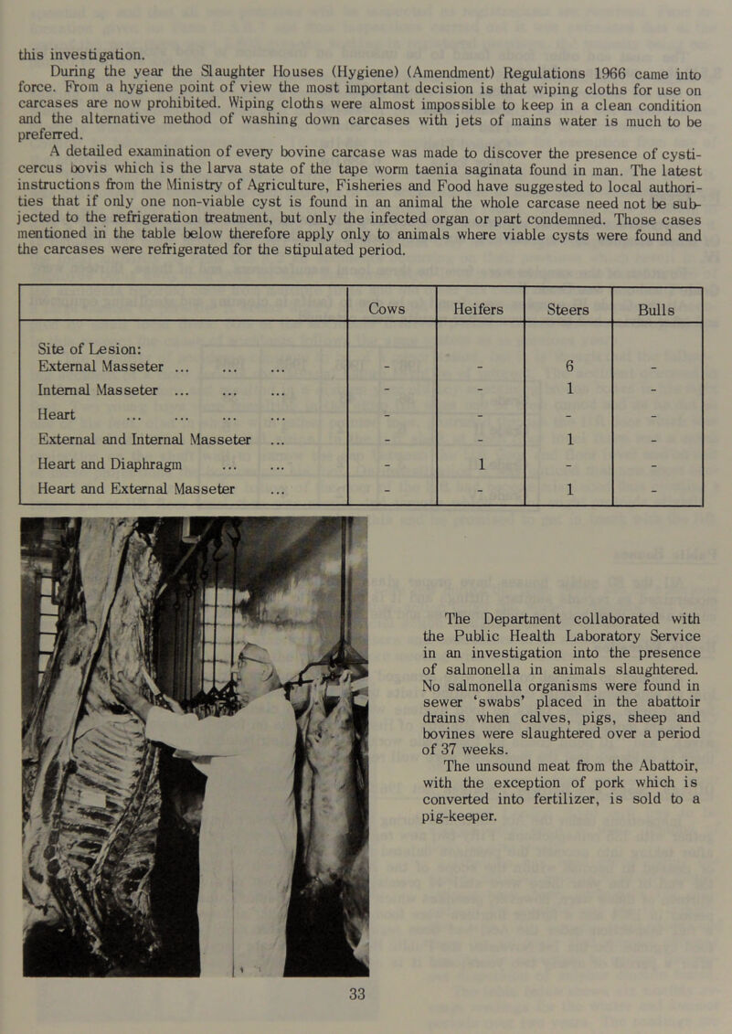 this investigation. During the year the Slaughter Houses (Hygiene) (Amendment) Regulations 1966 came into force. From a hygiene point of view the most important decision is that wiping cloths for use on carcases are novy prohibited. Wiping cloths were almost impossible to keep in a clean condition and the alternative method of washing down carcases with jets of mains water is much to be preferred. A detailed examination of every bovine carcase was made to discover the presence of cysti- cercus oovis which is the larva state of the tape worm taenia saginata found in man. The latest instructions from the Ministry of Agriculture, Fisheries and Food have suggested to local authori- ties that if only one non-viable cyst is found in an animal the whole carcase need not be sub- jected to the refrigeration treatment, but only the infected organ or part condemned. Those cases mentioned in the table below therefore apply only to animals where viable cysts were found and the carcases were refrigerated for the stipidated period. Cows Heifers Steers Bulls Site of Lesion: External Masseter 6 Internal Masseter - - 1 - Heart - - - - External and Internal Masseter - - 1 - Heart and Diaphragm - 1 - - Heart and External Masseter - - 1 - The Department collaborated with the Public Health Laboratory Service in an investigation into the presence of salmonella in animals slaughtered. No salmonella organisms were found in sewer ‘swabs’ placed in the abattoir drains when calves, pigs, sheep and bovines were slaughtered over a period of 37 weeks. The unsound meat from the Abattoir, with the exception of pork which is converted into fertilizer, is sold to a pig-keeper.