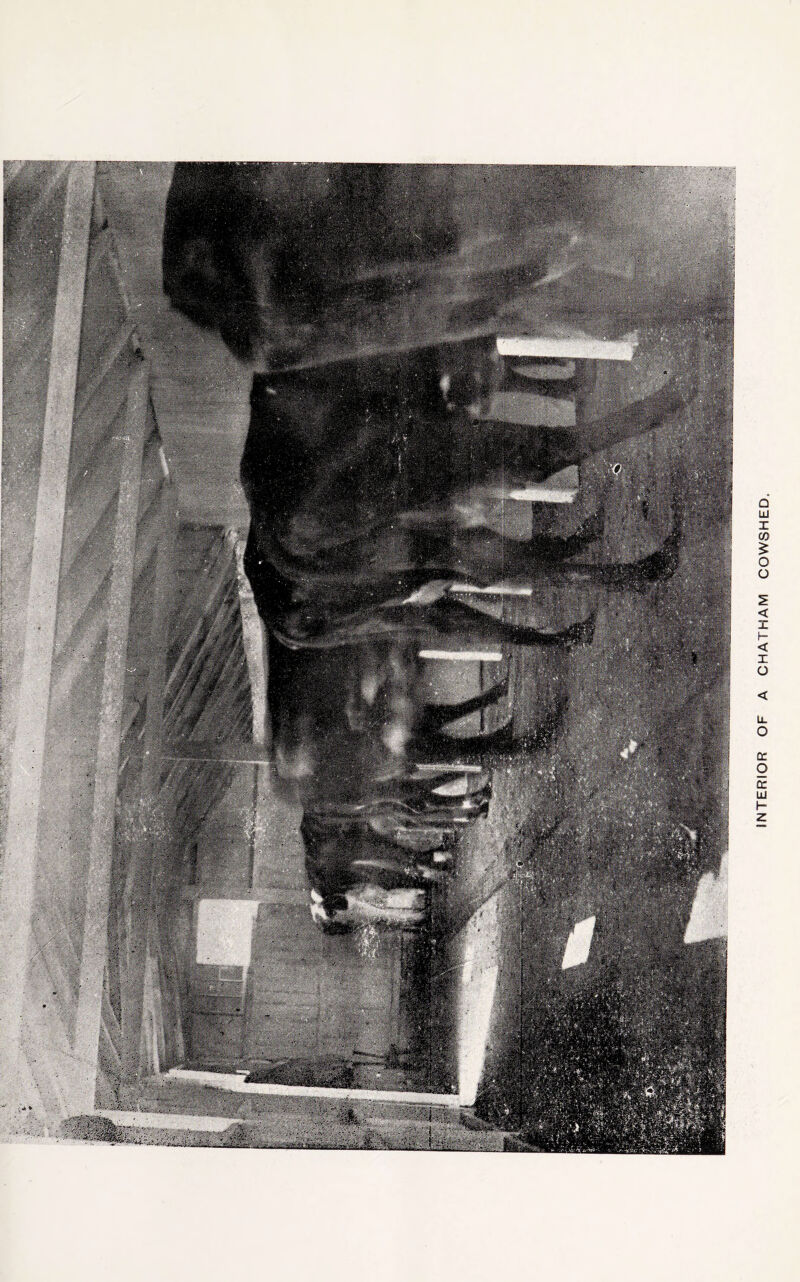 INTERIOR OF A CHATHAM COWSHED.