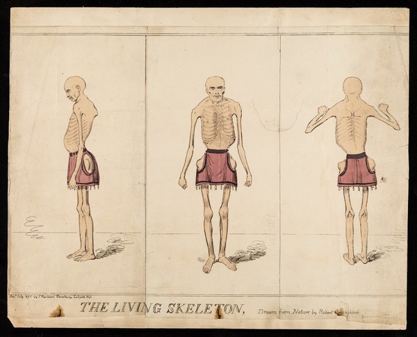 The living skeleton : drawn from nature / by Robert Crukshank.