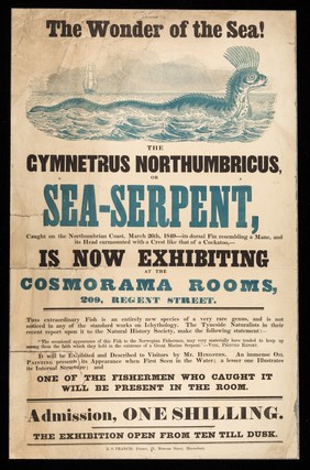 The wonder of the sea! : The Gymnetrus Northumbricus, or sea-serpent, caught on the Northumbrian Coast, March 26th, 1849 ... is now exhibiting at the Cosmorama Rooms, 209 Regent Street.