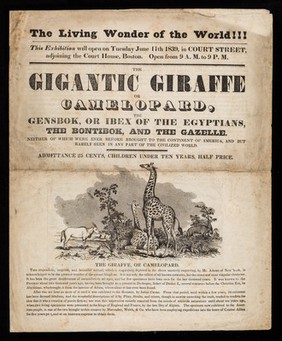 The gigantic giraffe or camelopard, the gensbok, or ibex of the Egyptians, the bontibok, and the gazelle : neither of which were ever before brought to the continent of America, and but barely seen in any part of the civilized world ...
