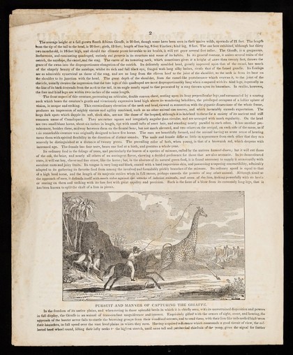 The gigantic giraffe or camelopard, the gensbok, or ibex of the Egyptians, the bontibok, and the gazelle : neither of which were ever before brought to the continent of America, and but barely seen in any part of the civilized world ...