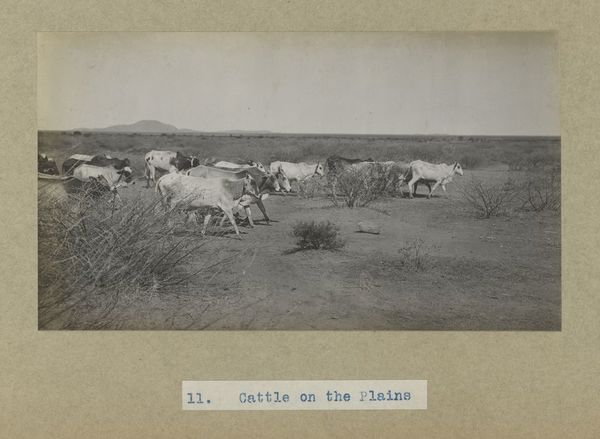 Archaeological excavations at Gebel Moya (Jebel Moya), Sudan: season of 1910-1911, and Segadi, Sudan, 1912-1925. Photographs, 19--.