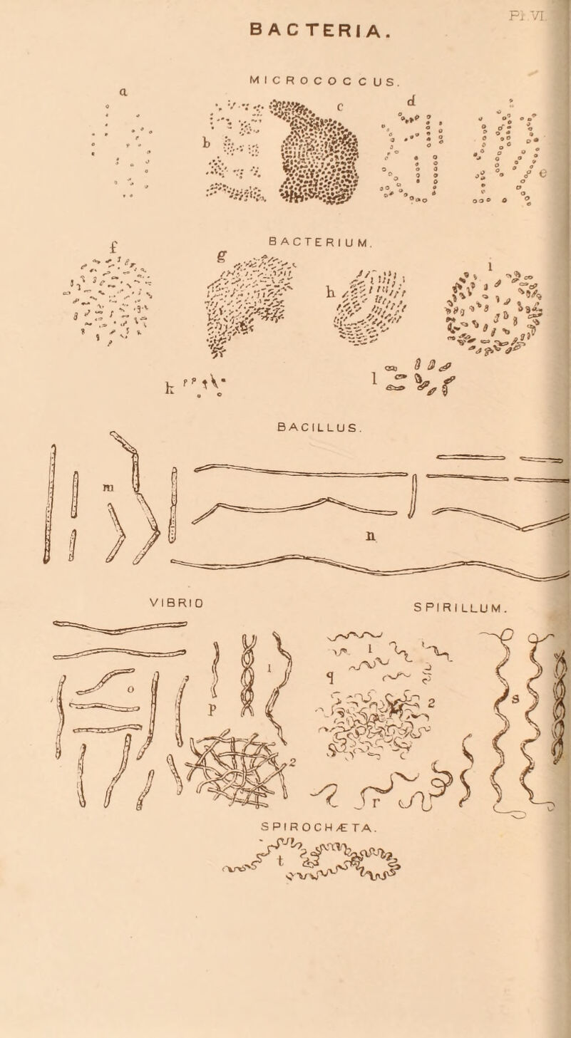 bacteria pi VI, ,'Aer “’O - ’ / • k /htyj.-s .1/U BACTERIUM s■:u^a I’fjss/r- iimm- Vj:& % rf A* jpJ/t fit}.! h #'$? '4* W1?1 <ss 1 ^ 9 $ <*? v „« 4 1 . CO ** ,» a ^ r=5 ?•*» * l „ ‘ 1*1 fu V’- ‘'rf 'b *■» f> a* >0g