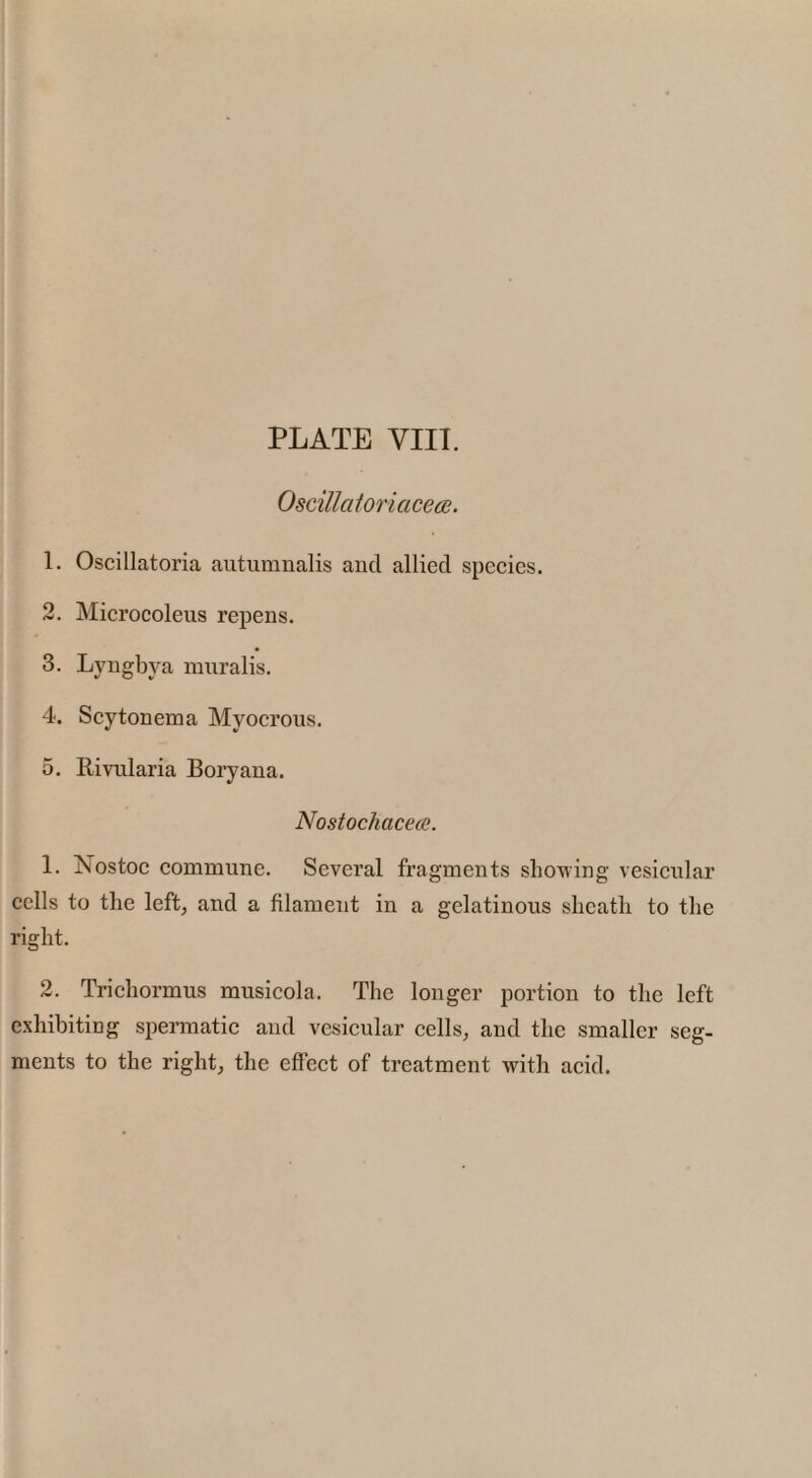 Oscillatoriacece. 1. Oscillatoria autumnalis and allied species. 2. Microcoleus repens. 3. Lyngbva mnralis. 4. Scytonema Myocrous. 5. Rivularia Boryana. Nostochacece. 1. Nostoc commune. Several fragments showing vesicular cells to the left, and a filament in a gelatinous sheath to the right. 2. Trichormus musicola. The longer portion to the left exhibiting spermatic and vesicular cells, and the smaller seg¬ ments to the right, the effect of treatment xvith acid.