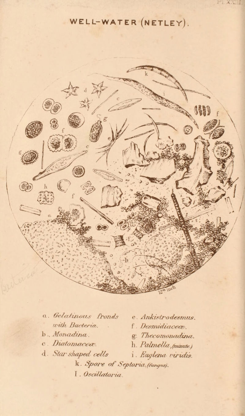 a WELL-WATER (NETLEY). a . GelaJuious fronds with Bacteria bMonculitva. c. Diatom/icecr. e. Ankistrodesrnus. f Desnudiacec&. g'. Thecomanadina. li. /W/mcfla;fmwutf ) i. Ktu/l&uf ru'uhs. <i. Sha' shaped cells ^ ■ Apoi*e of A epio/'ia.,{/iutyus)' I . Oscdhrtoria