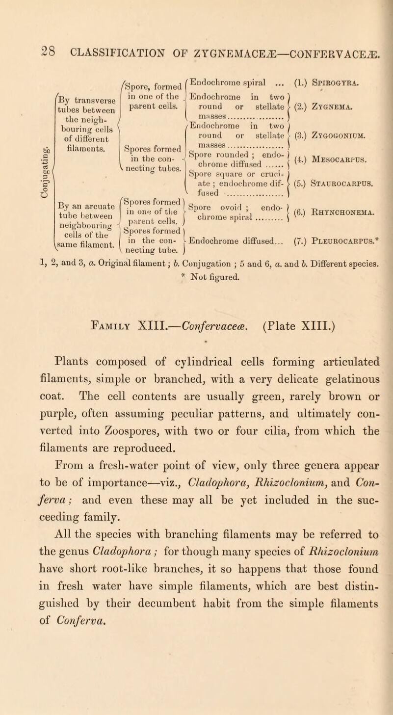 ho .5 -+J ci Si:1 o O By /Spore, formed *_ in one of the transverse 1 . „ tubes between Parent cells‘ the neigh¬ bouring cells of different filaments. Endochroine spiral Spores formed in the con- V necting tubes. Endochroine in two round or stellate masses. . /Endochrome in two round or stellate masses. I Spore rounded ; endo¬ chrome diffused . Spore square or cruci¬ ate ; endochrome dif- ^ fused . (1.) (2.) (3.) (L) (5.) By an arcuate tube between neighbouring cells of the same filament. (Spores formed) c, in one of the l^Pore ovouj ; endo 1 parent cells, j cll,'orae 8Plral. • Spores formed ) in the con- /Endochrome diffused... (7.) > necting tube. ) Spirogyra. Ztgnema. Zygogonium. Mesocarpds. Staurocarpus. (6.) Rhynchonema. 1, 2, and 3, a. Original filament; b. Conjugation ; l. * Not figured. Pleurocarpus.* and 6, a. and b. Different species. Family XIII.—Confervacece. (Plate XIII.) Plants composed of cylindrical cells forming articulated filaments, simple or branched, with a very delicate gelatinous coat. The cell contents are usually green, rarely brown or purple, often assuming peculiar patterns, and ultimately con¬ verted into Zoospores, with two or four cilia, from which the filaments are reproduced. From a fresh-water point of view, only three genera appear to be of importance—viz., Cladophora, Rhizoclonium, and Con¬ ferva ; and even these may all be yet included in the suc¬ ceeding family. All the species with branching filaments may be referred to the genus Cladophora ; for though many species of Rhizoclonium have short root-like branches, it so happens that those found in fresh water have simple filaments, which are best distin¬ guished by their decumbent habit from the simple filaments of Conferva.