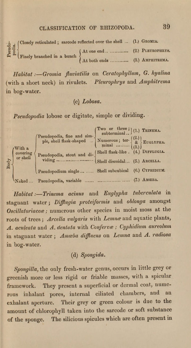 Closely reticulated ; sarcode reflected over the shell .. (1.) Gromia. 13 .5 I |o j 1 At one end. (2.) Pleurophrys. £■< ( Finely branched in a bunch < ( At both ends . (3.) Amphitrema. Habitat :—Gromia fluviatilis on Ceratophyllum, G. hyalina (with a short neck) in rivulets. Pleurophrys and Amphitrema in bog-water. (c) Lobosa. Pseudopodia lobose or digitate, simple or dividing. /With a covering or shell o n ' Pseudopodia, fine and sim¬ ple, shell flask-shaped .. l Pseudopodia, stout and di¬ viding . „ Pseudopodium single. Two or three; subtermiual.. Numerous; ter¬ minal . J Shell flask-like . (Shell discoidal... Shell subcubical j(l.) Trinema. ((2-) | J & (Euglypha. l(3-)i (4.) Difflugia. (5.) Arcella. (6.) Cyphidium. 'Naked... Pseudopodia, variable (7.) Am<eba. Habitat:—Trinema acinus and Euglypha tuberculata in stagnant water; Difflugia proteiformis and oblonga amongst Oscillatoriacece; numerous other species in moist moss at the roots of trees; Arcella vulgaris with Lemnce and aquatic plants, A. aculeuta and A. dentuta with Conferva;; Cyphidium aureolum in stagnant water ; Amoeba diffluens on Lemna and A. radiosa in bog-water. (d) Spongida. Spongilla, the only fresh-water genus, occurs in little grey or greenish more or less rigid or friable masses, with a spicular framework. They present a superficial or dermal coat, nume¬ rous inhalant pores, internal ciliated chambers, and an exhalant aperture. Their grey or green colour is due to the amount of chlorophyll taken into the sarcode or soft substance of the sponge. The silicious spicules which are often present in