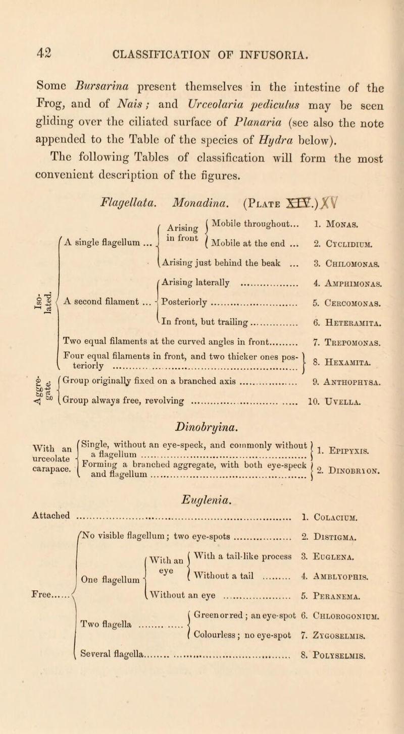 Some Bursarina present themselves in the intestine of the Frog, and of Nats; and Urceolaria pediculus may be seen gliding over the ciliated surface of Planaria (see also the note appended to the Table of the species of Hydra below). The following Tables of classification will form the most convenient description of the figures. Flagellata. Monadina. (Plate XTY.) % , A single flagellum A second filament v . ■- a> bc-% tc 5n Arising j Mobile throughout... 1. Monas. in front | jiobpg ^jje encj __ 2. Cyclidium. Arising just behind the beak ... 3. Chilomonas. Arising laterally . 4. Amphimonas. - Posteriorly. 5. Cercomoxas. 'In front, but trailing. 6. Heteramita. it the curved angles in front. 7. Trepomonas. in front, and two thicker ones pos- ■ 8. Hexamita. on a branched axis .. 9. Anthophysa. teriorly . (Group originally (Group always free, revolving .. 10. U vella. Dinobryina. With an urceolate carapace. (Single, without an eve-speck, and commonly without a flagellum . Forming a branched aggregate, with both eye-speck and flagellum. 1. Efipyxis. 2. Dinobrion. Euglenia. Attached Free. ^No visible flagellum; two eye-spots . With a tail-like process Without a tail . One flagellum ' Two flagella .. Several flagella With an eye .Without an eye . I Green or red; an eye-spot Colourless; no eye-spot 1. Colacium. 2. Distigma. 3. Euglena. 4. Amblyophis. 5. Peranema. 6. Chlorogonium. 7. Zygoselmis. 8. PoLYSELMIS.