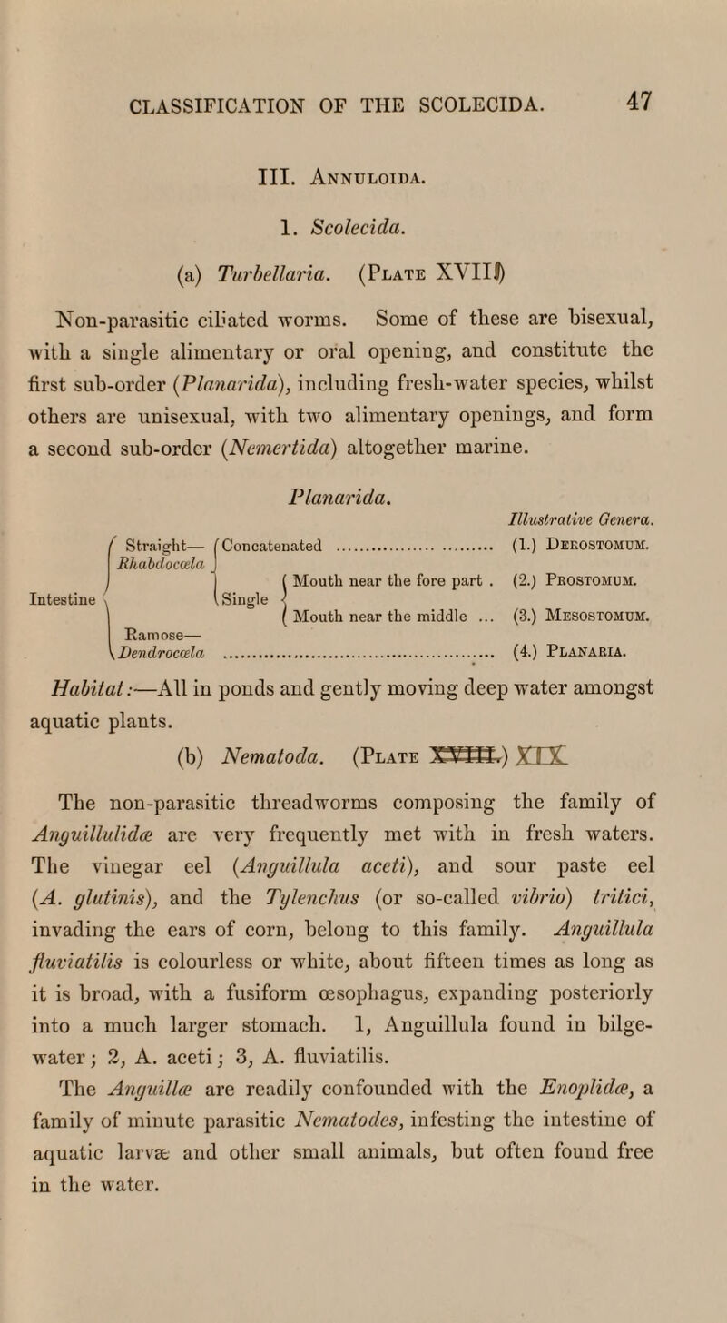 III. Annuloida. 1. Scolecida. (a) Turbellaria. (Plate XVIII) Kon-parasitic ciliated worms. Some of these are bisexual, with a single alimentary or oral opening, and constitute the first sub-order (Planarida), including fresh-water species, whilst others are unisexual, with two alimentary openings, and form a second sub-order (Nemertida) altogether marine. Planarida. f Straight— Rliabdocoda Intestine Ramose— \Dendrocoela (Concatenated ... , ( Mouth near the fore part . (Single ' I Mouth near the middle ... Illustrative Genera. (1.) Derostomum. (2.) Prostomum. (3.) Mesostomum. (4.) Planaria. Habitat:—All in ponds and gently moving deep water amongst aquatic plants. (b) Nematoda. (Plate XVST.) XTHf The non-parasitic threadworms composing the family of Anguillulidce are very frequently met with in fresh waters. The vinegar eel (Anguillula aceti), and sour paste eel (A. glutinis), and the Tylenchus (or so-called vibrio) tritici, invading the ears of corn, belong to this family. Anguillula fluviatilis is colourless or white, about fifteen times as long as it is broad, with a fusiform oesophagus, expanding posteriorly into a much larger stomach. 1, Anguillula found in bilge- water ; 2, A. aceti; 3, A. fluviatilis. The Anguillce are readily confounded with the Enoplidce, a family of minute parasitic Nematodes, infesting the intestine of aquatic larva. and other small animals, but often found free in the water.