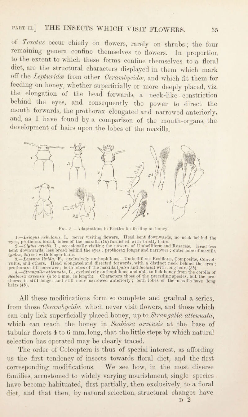 of Tea of us occur chiefly on flowers, rarely on shrubs; the four remaining genera confine themselves to flowers. In proportion to the extent to which these forms confine themselves to a floral diet, are the structural characters displayed in them which mark oft the Lepturidce from other Cerambycidce, and which fit them for feeding on honey, whether superficially or more deeply placed, viz. the elongation of the head forwards, a neck-like constriction behind the eyes, and consecpiently the power to direct the mouth forwards, the prothorax elongated and narrowed anteriorly, and, as I have found by a comparison of the mouth-organs, the development of hairs upon the lobes of the maxilla. Fiu. 3.—Adaptations in Beetles for feeding on honey. 1.—Leiopus nebulosus, L. never visiting flowers. Head bent downwards, no neck behind the ■eyes, prothorax broad, lobes of the maxilla (1ft) furnished with bristly hairs. 2 .—Clytus arietis, L., occasionally visiting the flowers of Umbelliferae and Rosaceae. Headless bent downwards, less broad behind the eyes ; prothorax longer and narrower ; outer lobe of maxilla {galea, 2b) set with longer hairs. 3. —Leptura livida, F., exclusively anthopliilous,—Umbelliferse, Rosiflorse, Composite?, Convol¬ vulus, and others. Head elongated and directed forwards, with a distinct neck behind the eyes ; prothorax still narrower ; both lobes of the maxilla (galea and lacinia) with long hairs (3b). 4. —Strangalia attenuata, L., exclusively anthophilous, and able to lick honey from the corolla of Scabiosa arvensis (4 to 5 mm. in lengthy Characters those of the preceding species, but the pro¬ thorax is still longer and still more narrowed anteriorly ; both lobes of the maxilla have long hairs (4b). All these modifications form so complete and gradual a series, from those Cerambycidcc, which never visit flowers, and those which can only lick superficially placed honey, up to Strangalia attenuata, which can reach the honey in Scabiosa arvensis at the base of tubular florets 4 to 6 mm. long, that the little steps by which natural selection has operated may be clearly traced. The order of Coleoptera is thus of special interest, as affording us the first tendency of insects towards floral diet, and the first corresponding modifications. We see how, in the most diverse families, accustomed to widely varying nourishment, single species have become habituated, first partially, then exclusively, to a floral diet, and that then, by natural selection, structural changes have D 2