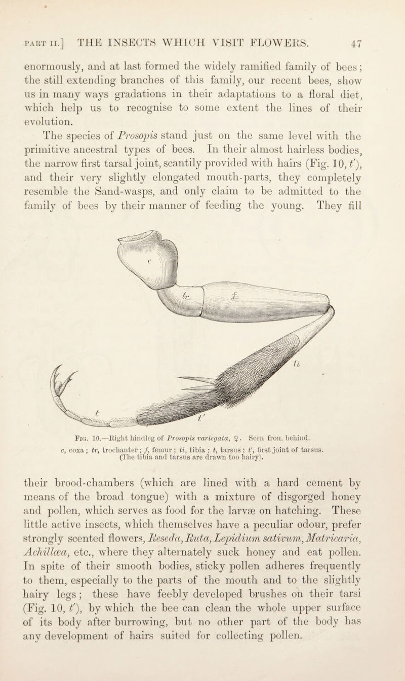 enormously, and at last formed the widely ramified family of bees; the still extending branches of this family, our recent bees, show us in many ways gradations in their adaptations to a floral diet, which help us to recognise to some extent the lines of their evolution. The species of Prosopis stand just on the same level with the primitive ancestral types of bees. In their almost hairless bodies, the narrow first tarsal joint, scantily provided with hairs (Fig. 10, t'), and their very slightly elongated mouth-parts, they completely resemble the Sand-wasps, and only claim to be admitted to the family of bees by their manner of feeding the young. They fill Fig. 10.—Right hindleg of Prosopis variegata, $ . Seen from behind. c, coxa ; tr, trochanter; /, femur ; ti, tibia ; t, tarsus ; t', first joint of tarsus. (The tibia and tarsus are drawn too hairy). their brood-chambers (which are lined with a hard cement by means of the broad tongue) with a mixture of disgorged honey and pollen, which serves as food for the larvae on hatching. These little active insects, which themselves have a peculiar odour, prefer strongly scented flowers, Besed'a, Buta, Lepidium sativum, Matricaria, Achillcca, etc., where they alternately suck honey and eat pollen. In spite of their smooth bodies, sticky pollen adheres frequently to them, especially to the parts of the mouth and to the slightly hairy legs ; these have feebly developed brushes on their tarsi (Fig. 10, t’), by which the bee can clean the whole upper surface of its body after burrowing, but no other part of the body has any development of hairs suited for collecting pollen.