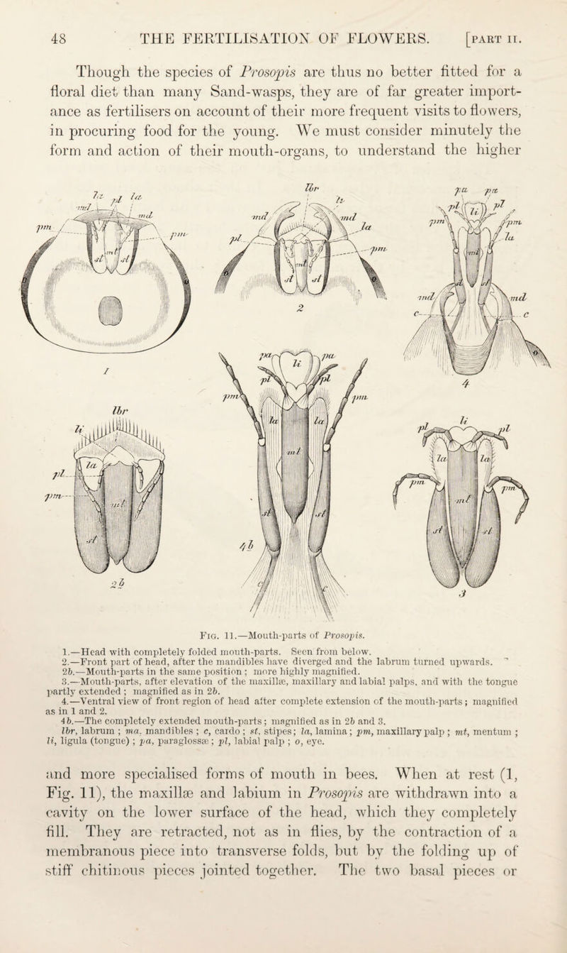 Though the species of Prosopis are thus no better fitted for a floral diet than many Sand-wasps, they are of far greater import¬ ance as fertilisers on account of their more frequent visits to flowers, in procuring food for the young. We must consider minutely the form and action of their mouth-organs, to understand the higher Fig. 11.—Mouth-parts of Prosopis. 1. —Head with completely folded mouth-parts. Seen from below. 2. —Front part of head, after the mandibles have diverged and the labrum turned upwards. 2b.-—Mouth-parts in the same position ; more highly magnified. 3. —Mouth-parts, after elevation of the maxillae, maxillary and labial palps, and with the tongue partly extended ; magnified as in 2b. 4. —Ventral view of front region of head alter complete extension of the mouth-parts ; magnified as in 1 and 2. 4b.-—The completely extended mouth-parts; magnified as in 2b and 3. Ibr, labrum ; via. mandibles ; c, cardo ; st. stipes; la, lamina; pm, maxillary palp ; mt, mention ; li, ligula (tongue) ; pa, paraglossae; pi, labial palp ; o, eye. and more specialised forms of mouth in bees. When at rest (1, Fig- 11). the maxillae and labium in Prosopis are withdrawn into a cavity on the lower surface of the head, which they completely fill. They are retracted, not as in flies, by the contraction of a membranous piece into transverse folds, but by the folding up of stiff chitinous pieces jointed together. The two basal pieces or