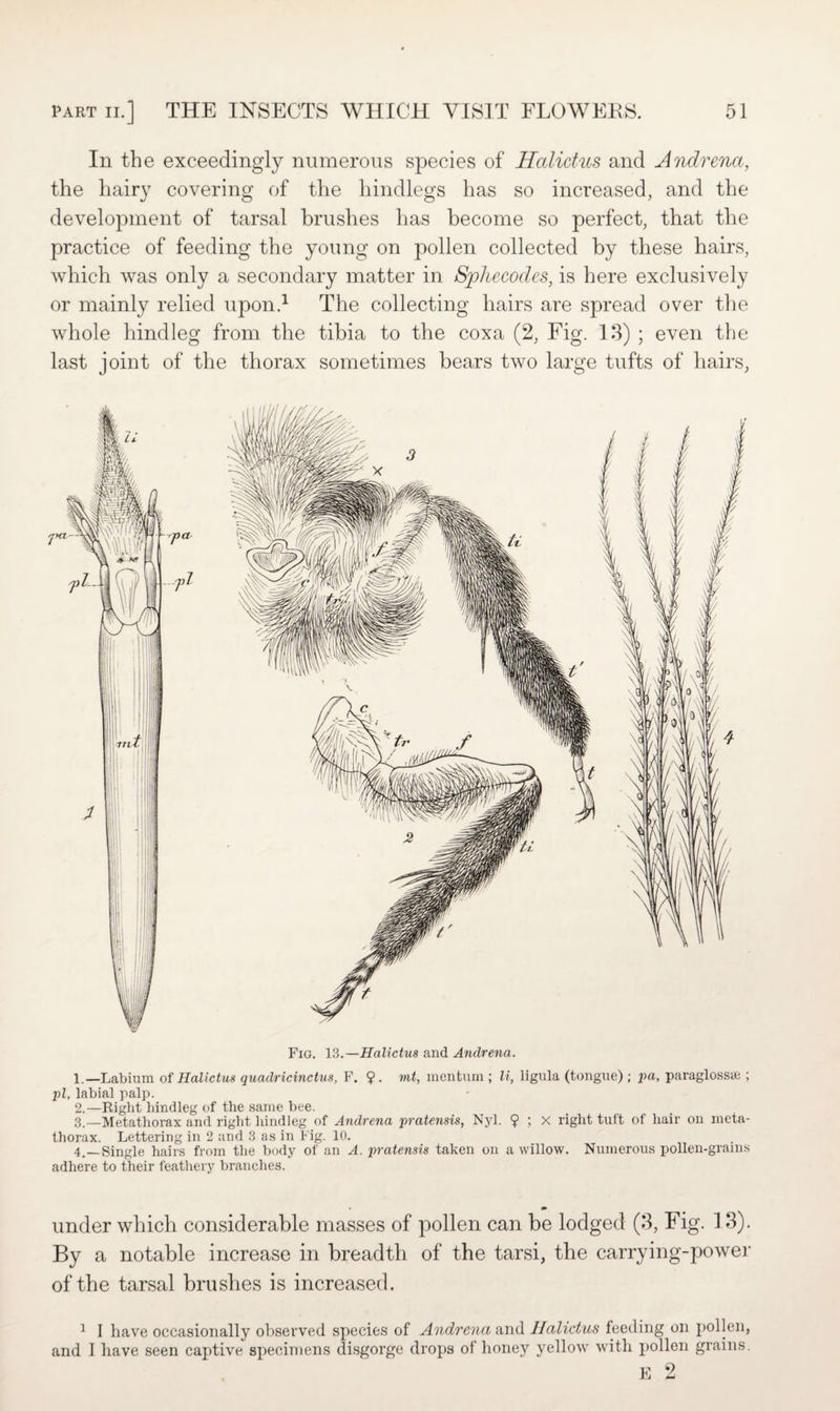 In the exceedingly numerous species of Halidus and Andrena, the hairy covering of the hindlegs has so increased, and the development of tarsal brushes has become so perfect, that the practice of feeding the young on pollen collected by these hairs, which was only a secondary matter in Sphecodes, is here exclusively or mainly relied upon.1 The collecting hairs are spread over the whole hindleg from the tibia to the coxa (2, Fig. 13) ; even the last joint of the thorax sometimes bears two large tufts of hairs, Fig. 13.—Halictus and Andrena. 1. —Labium of Halictus quadricinctus, F. ?. mt, menturn ; li, ligula (tongue) ; pa, paraglossae ; pi, labial palp. 2. —Right hindleg of the same bee. 3. —Metathorax and right hindleg of Andrena pratensis, Nyl. 9 ; X right tuft of hair on meta¬ thorax. Lettering in 2 and 3 as in Fig. 10. 4. —Single hairs from the body of an A. pratensis taken on a willow. Numerous pollen-grams adhere to their feathery branches. under which considerable masses of pollen can be lodged (3, Fig. 13). By a notable increase in breadth of the tarsi, the carrying-power of the tarsal brushes is increased. 1 I have occasionally observed species of Andrenti and Halictus feeding on pollen, and I have seen captive specimens disgorge drops of honey yellow with pollen grains. E 2