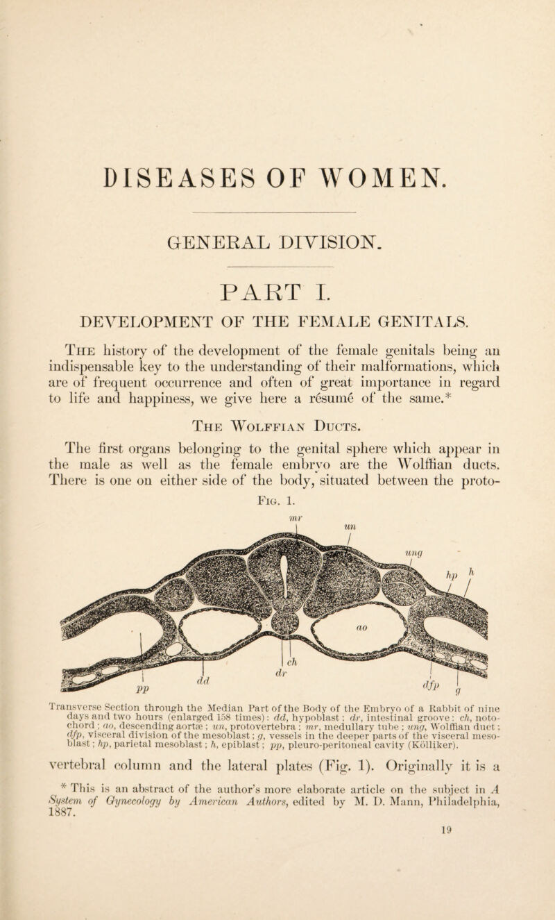 GENERAL DIVISION. PART I. DEVELOPMENT OF THE FEMALE GENITALS. The history of the development of the female genitals being an indispensable key to the understanding of their malformations, which are of frequent occurrence and often of great importance in regard to life and happiness, we give here a resume of the same.* The Wolffian Ducts. The first organs belonging to the genital sphere which appear in the male as well as the female embrvo are the Wolffian ducts. 4/ There is one on either side of the body, situated between the proto- Fig. 1. mr I ransverse Section through the Median Part of the Body of the Embryo of a Rabbit of nine days and two hours (enlarged 158 times): dd, hypoblast: dr, intestinal groove: ch, noto¬ chord ; no, descending aortse ; un, protovertebra ; mr, medullary tube ; ung, Wolffian duct: dfp, visceral division of the mesoblast; g, vessels in the deeper parts of the visceral meso- blast; hp, parietal mesoblast; h, epiblast; pp, pleuro-peritoneal cavity (Kolliker). vertebral column and the lateral plates (Fig. 1). Originally it is a ' This is an abstract of the author’s more elaborate article on the subject in A System of Gynecology by American Authors, edited by M. I). Mann, Philadelphia, 1887.