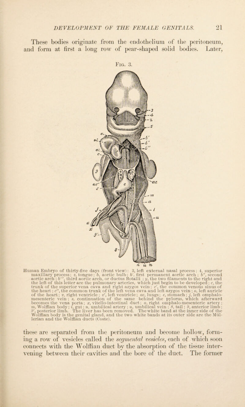These bodies originate from the endothelium of the peritoneum, and form at first a long row of pear-shaped solid bodies. Later, Fig. 3. Human Embryo of thirty-five days (front view): 3, left external nasal process; 4, superior maxillary process; z, tongue; b, aortic bulb; b', first permanent aortic arch ; b, second aortic arch ; b', third aortic arch, or ductus Botalli ; y, the two filaments to the right and the left of this letter are the pulmonary arteries, which just begin to be developed ; c*, the trunk of the superior vena cava and right azygos vein ; c\ the common venous sinus of the heart; c, the common trunk of the left vena cava and left azygos vein ; o, left auricle of the heart; v, right ventricle ; v', left ventricle; ae, lungs; e, stomach; j, left omphalo¬ mesenteric vein ; s, continuation of the same behind the pylorus, which afterward becomes the vena porta; x, vitello-intestinal duct; a, right omphalo-mesenteric artery ; m, Wolffian body ; i, gut; n, umbilical artery ; u, umbilical vein ; 8, tail; 9, anterior limb ; 9', posterior limb. The liver has been removed. The white band at the inner side of the Wolffian body is the genital gland, and the two white bands at its outer side are the Mul¬ lerian and the Wolffian ducts (Coste). these are separated from the peritoneum and become hollow, form¬ ing a row of vesicles called the segmented vesicles, eacli of which soon connects with the Wolffian duct by the absorption of the tissue inter¬ vening between their cavities and the bore of the duct. The former