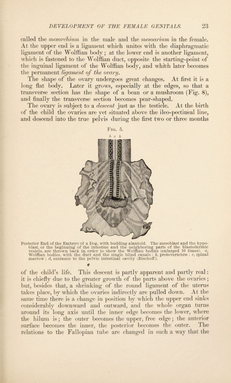 called the mesorchium in the male and the mesoarium in the female. At the upper end is a ligament which unites with the diaphragmatic ligament of the Wolffian body; at the lower end is another ligament, which is fastened to the Wolffian duct, opposite the starting-point of the inguinal ligament of the Wolffian body, and which later becomes the permanent ligament of the ovary. The shape of the ovary undergoes great changes. At first it is a long flat body. Later it grows, especially at the edges, so that a transverse section has the shape of a bean or a mushroom (Fig. 8), and finally the transverse section becomes pear-shaped. The ovary is subject to a descent just as the testicle. At the birth of the child the ovaries are yet situated above the ileo-pectineal line, and descend into the true pelvis during the first two or three months Fig. 5. b c b Posterior End of the Embryo of a Dog, with budding alantoid. The mesoblast and the hypo¬ blast, or the beginning of the intestine and the neighboring parts of the blastodermic vesicle, are thrown back in order to show the Wolffian bodies (enlarged 10 times), a, Wolffian bodies, with the duct and the single blind canals ; b, proto vertebrae ; c, spinal marrow ; d, entrance to the pelvic intestinal cavity (Bischoff). * of the child’s life. This descent is partly apparent and partly real: it is chiefly due to the greater growth of the parts above the ovaries; but, besides that, a shrinking of the round ligament of the uterus takes place, by which the ovaries indirectly are pulled down. At the same time there is a change in position by which the upper end sinks considerably downward and outward, and the whole organ turns around its long axis until the inner edge becomes the lower, where the hilum is; the outer becomes the upper, free edge; the anterior surface becomes the inner, the posterior becomes the outer. The relations to the Fallopian tube are changed in such a way that the