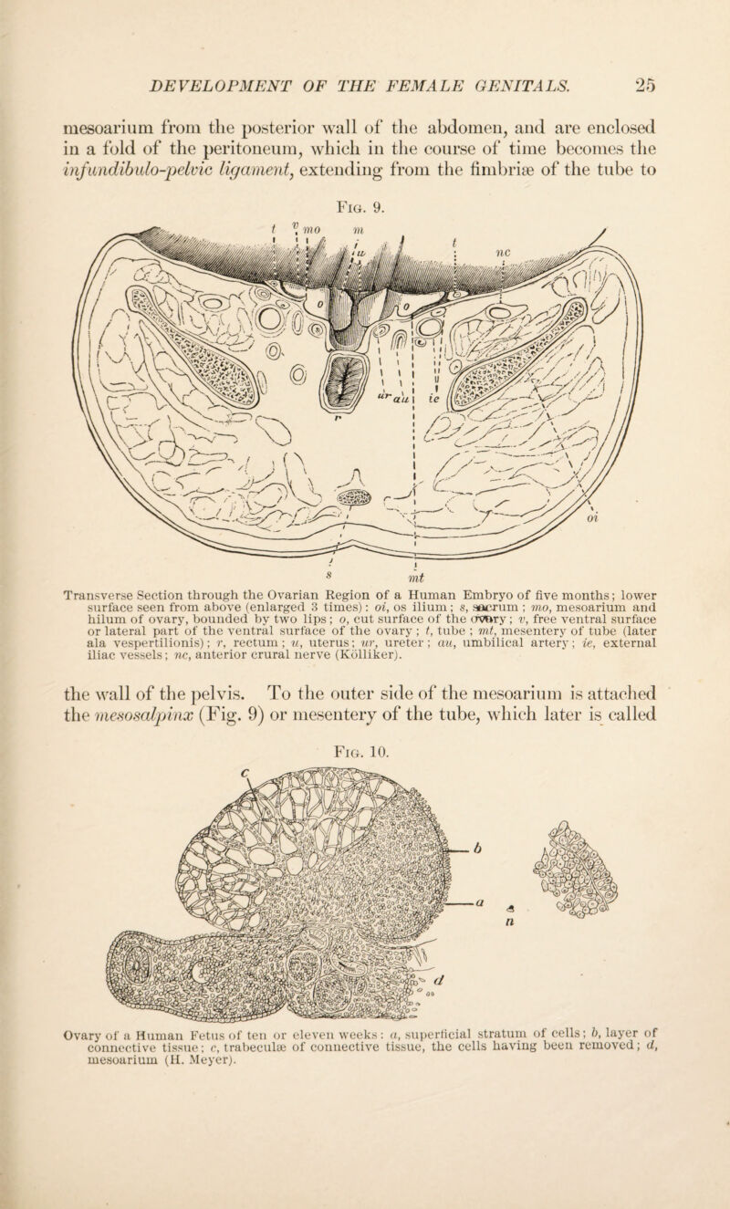 OP; mesoarium from the posterior wall of the abdomen, and are enclosed in a fold of the peritoneum, which in the course of time becomes the infundibulo-pelvic ligament, extending from the fimbriae of the tube to Fig. 9. Transverse Section through the Ovarian Region of a Human Embryo of five months; lower surface seen from above (enlarged 3 times): oi, os ilium; s, sacrum ; mo, mesoarium and hilum of ovary, bounded by two lips ; o, cut surface of the ovary; v, free ventral surface or lateral part of the ventral surface of the ovary ; t, tube ; mt, mesentery of tube (later ala vespertilionis); r, rectum; u, uterus; ur, ureter ; au, umbilical artery; ie, external iliac vessels; nc, anterior crural nerve (Kolliker). the wall of the pelvis. To the outer side of the mesoarium is attached the mesosalpinx (Fig. 9) or mesentery of the tube, which later is called Fro. 10. Ovary of a Human Fetus of ten or eleven weeks: a, superficial stratum of cells; b, layer of connective tissue; c, trabeculee of connective tissue, the cells having been removed; d, mesoarium (H. Meyer).