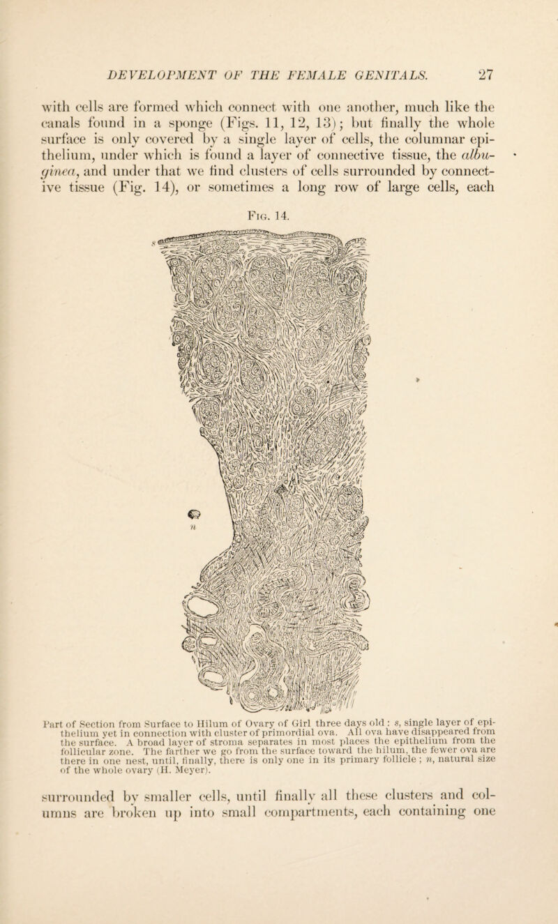 with cells are formed which connect with one another, much like the canals found in a sponge (Figs. 11, 12, 13); but finally the whole surface is only covered by a single layer of cells, the columnar epi¬ thelium, under which is found a layer of connective tissue, the albu¬ ginea, and under that we find clusters of cells surrounded by connect¬ ive tissue (Fig. 14), or sometimes a long row of large cells, each Fig. 14. Part of Section from Surface to Hilum of Ovary of Girl three days old : s, single layer of epi¬ thelium yet in connection with cluster of primordial ova. All ova have disappeared from the surface. A broad layer of stroma separates in most places the epithelium from the follicular zone. The farther we go from the surface toward the hilum, the fewer ova are there in one nest, until, finally, there is only one in its primary follicle ; n, natural size of the whole ovary (H. Meyer). surrounded bv smaller cells, until finally all these clusters and col¬ umns are broken up into small compartments, each containing one