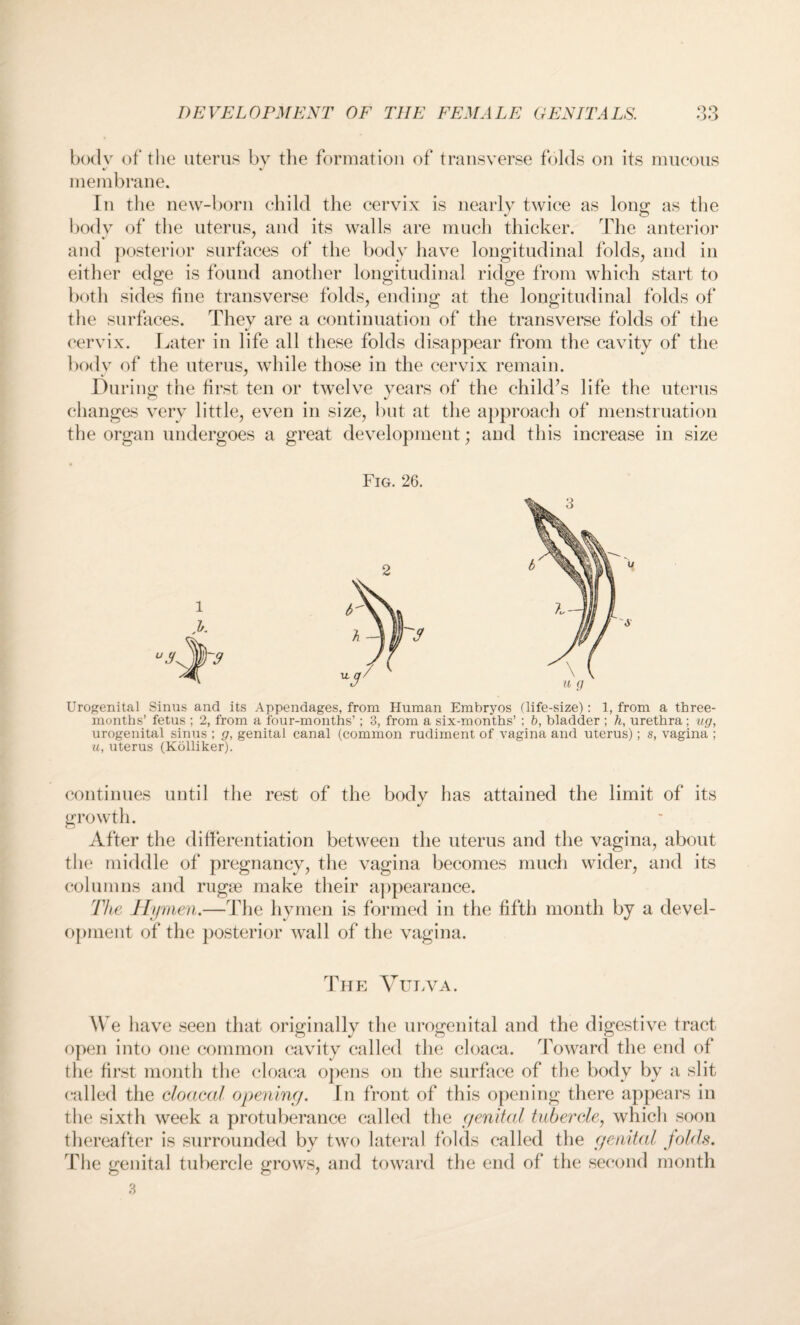 bodv of the uterus by the formation of transverse folds on its mucous •/ •/ membrane. In the new-born child the cervix is nearly twice as long as the body of the uterus, and its walls are much thicker. The anterior and posterior surfaces of the body have longitudinal folds, and in either edge is found another longitudinal ridge from which start to both sides tine transverse folds, ending at the longitudinal folds of the surfaces. They are a continuation of the transverse folds of the cervix. Later in life all these folds disappear from the cavity of the body of the uterus, while those in the cervix remain. During the first ten or twelve years of the child’s life the uterus changes very little, even in size, but at the approach of menstruation the organ undergoes a great development; and this increase in size Fig. 26. Urogenital Sinus and its Appendages, from Human Embryos (life-size): 1, from a three- months’ fetus ; 2, from a four-months’; 3, from a six-months’ ; b, bladder ; h, urethra; ug, urogenital sinus ; g, genital canal (common rudiment of vagina and uterus); s, vagina ; u, uterus (Kolliker). continues until the rest of the body has attained the limit of its growth. After the differentiation between the uterus and the vagina, about the middle of pregnancy, the vagina becomes much wider, and its columns and rugte make their appearance. Tice Hymen.—The hymen is formed in the fifth month by a devel¬ opment of the posterior wall of the vagina. The Vulva. We have seen that originally the urogenital and the digestive tract open into one common cavity called the cloaca. Toward the end of the first month the cloaca opens on the surface of the body by a slit called the cloacal opening. In front of this opening there appears in the sixth week a protuberance called the genital tubercle, which soon thereafter is surrounded by two lateral folds called the genital folds. The genital tubercle grows, and toward the end of the second month 3