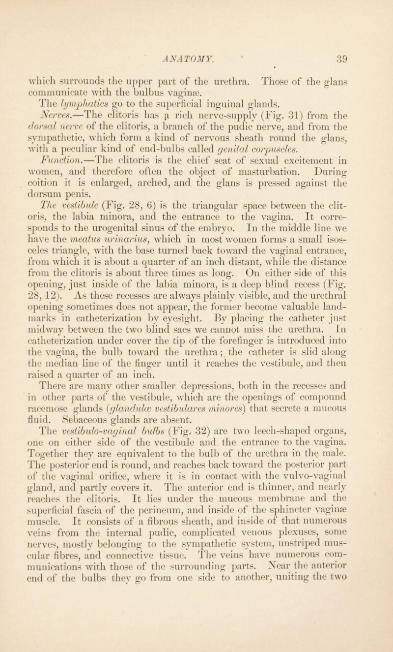 which surrounds the upper part of the urethra. Those of the glans communicate with the bulbus vagi me. The lymphatics go to the superficial inguinal glands. Nerses.—The clitoris has rich nerve-supply (Fig. 31) from the dorsal nerve of the clitoris, a branch of the pudic nerve, and from the sympathetic, which form a kind of nervous sheath round the glans, with a peculiar kind of end-bulbs called genital corpuscles. Function.—The clitoris is the chief seat of sexual excitement in women, and therefore often the object of masturbation. During coition it is enlarged, arched, and the glans is pressed against the dorsum penis. The vestibule (Fig. 28, 6) is the triangular space between the clit¬ oris, the labia minora, and the entrance to the vagina. It corre¬ sponds to the urogenital sinus of the embryo. In the middle line we have the meatus urinarius, which in most women forms a small isos¬ celes triangle, with the base turned back toward the vaginal entrance, from which it is about a quarter of an inch distant, while the distance from the clitoris is about three times as long. On either side of this opening, just inside of the labia minora, is a deep blind recess (Fig. 28, 12 ). As these recesses are always plainly visible, and the urethral opening sometimes does not appear, the former become valuable land¬ marks in catheterization by eyesight. By placing the catheter just midway between the two blind sacs we cannot miss the urethra. In catheterization under cover the tip of the forefinger is introduced into the vagina, the bulb toward the urethra; the catheter is slid along the median line of the finger until it reaches the vestibule, and then raised a quarter of an inch. There are many other smaller depressions, both in the recesses and in other parts of the vestibule, which are the openings of compound racemose glands [glandules vestibulares minores) that secrete a mucous fluid. Sebaceous glands are absent. The vestibulo-vaginal bulbs (Fig. 32) are two leech-shaped organs, one on either side of the vestibule and . the entrance to the vagina. Together they are equivalent to the bulb of the urethra in the male. The posterior end is round, and reaches back toward the posterior part of the vaginal orifice, where it is in contact with the vulvo-vaginal gland, and partly covers it. The anterior end is thinner, and nearly reaches the clitoris. It lies under the mucous membrane and the superficial fascia of the perineum, and inside of the sphincter vaginae muscle. It consists of a fibrous sheath, and inside of that numerous veins from the internal pudic, complicated venous plexuses, some nerves, mostly belonging to the sympathetic system, unstriped mus¬ cular fibres, and connective tissue. The veins have numerous com¬ munications with those of the surrounding parts. Near the anterior end of the bulbs they go from one side to another, uniting the two